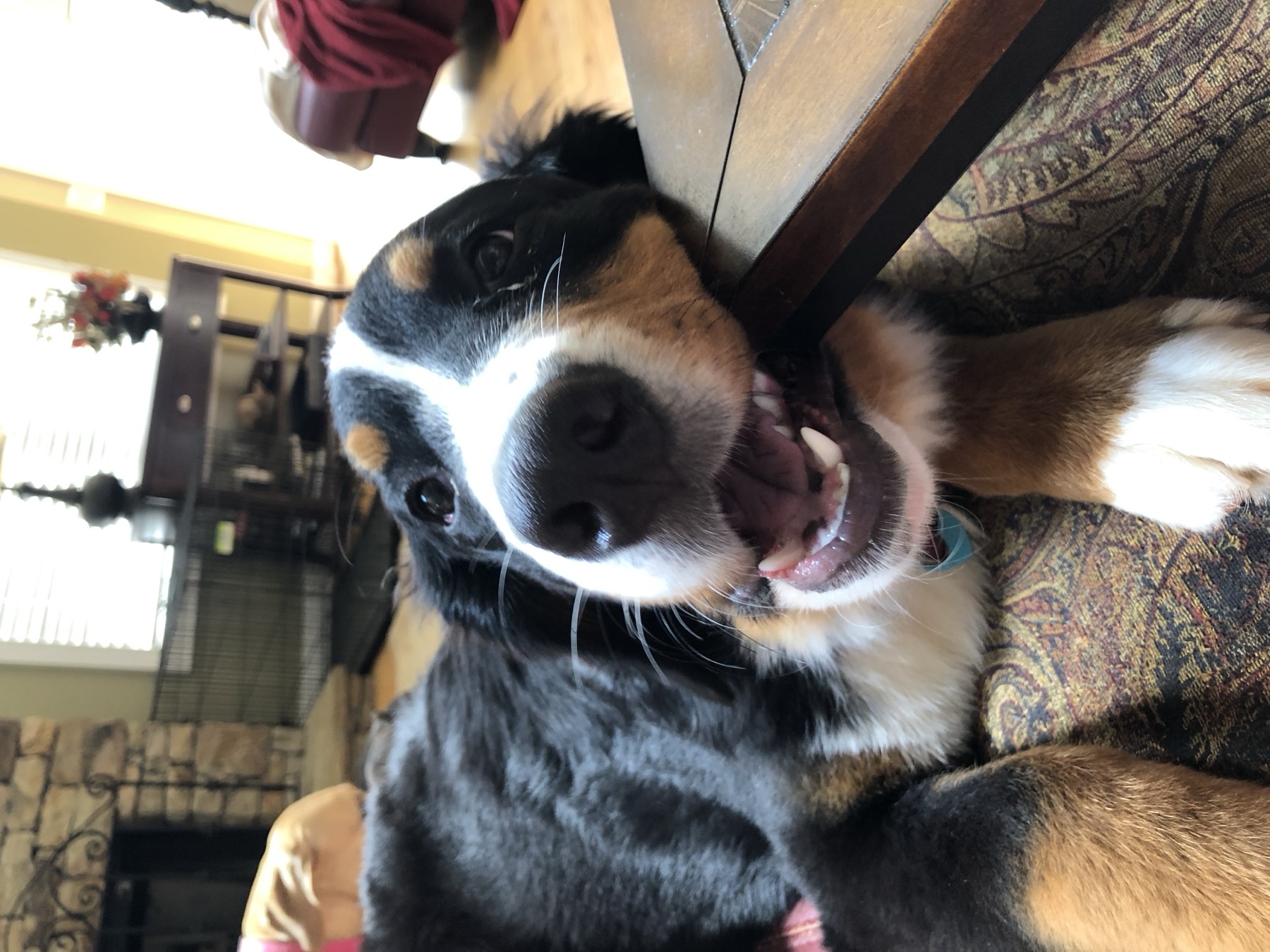 Bernese Mountain Dog making a playful expression