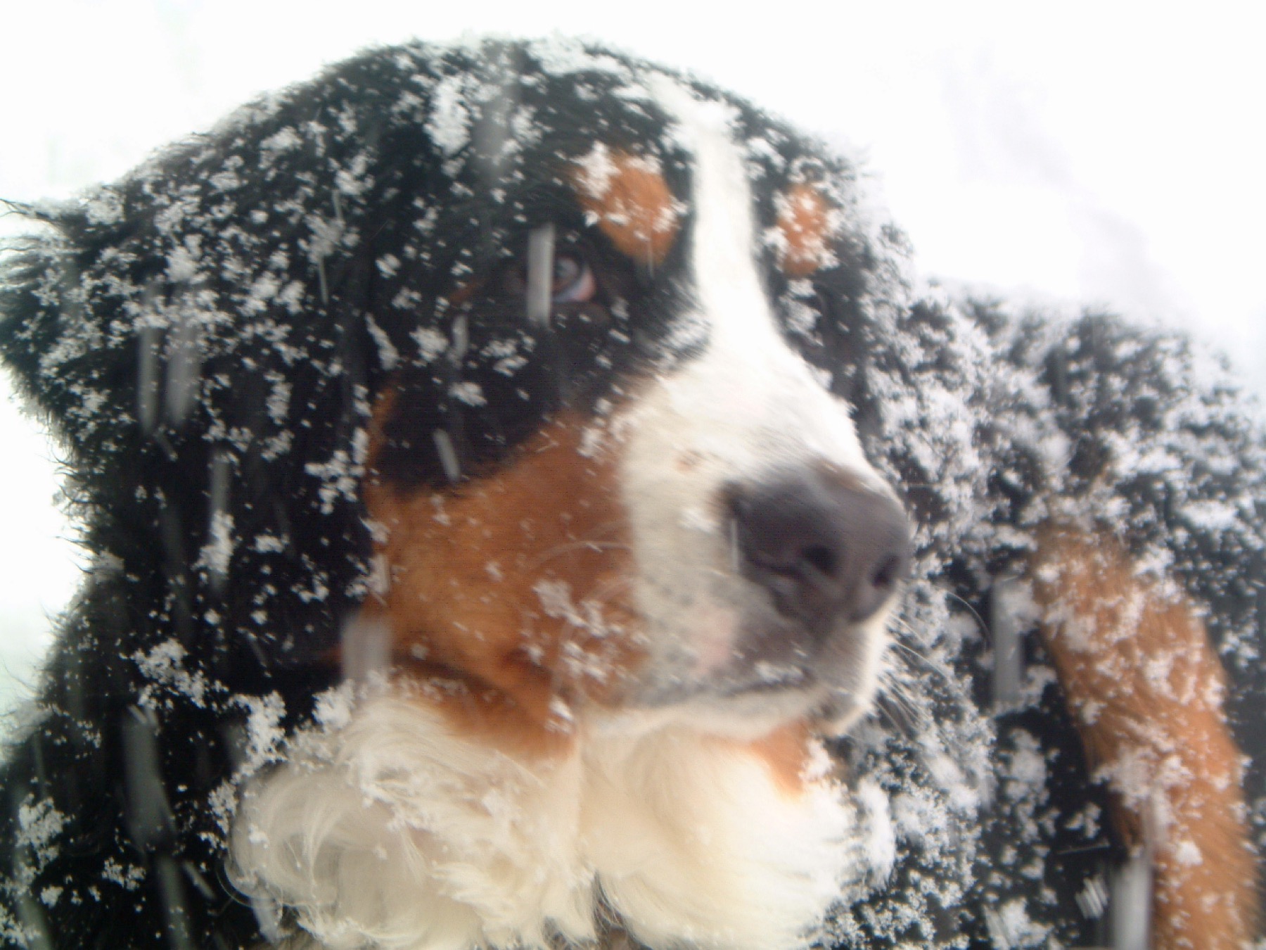 Bernese Mountain Dog standing in snow