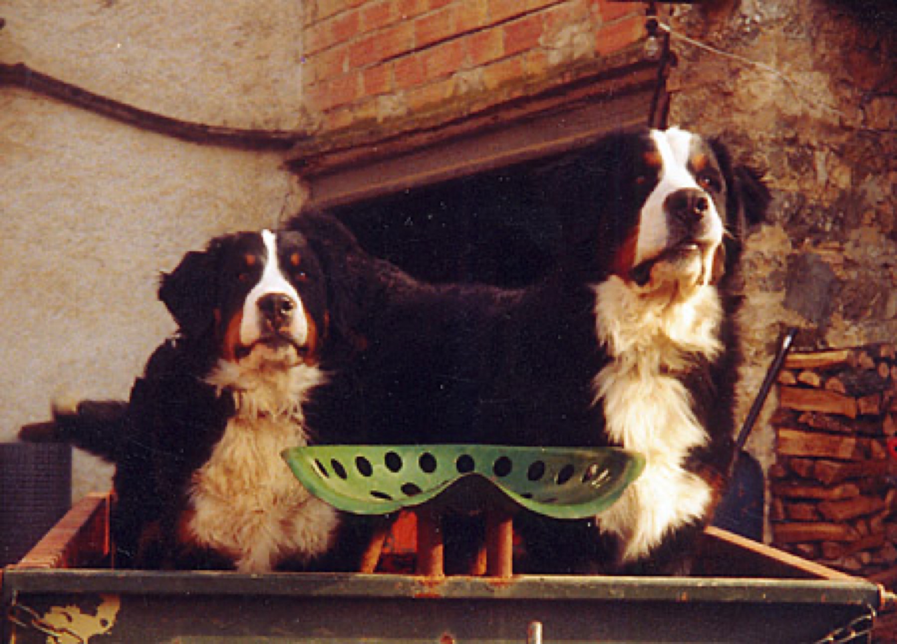 Two Bernese Mountain Dogs together