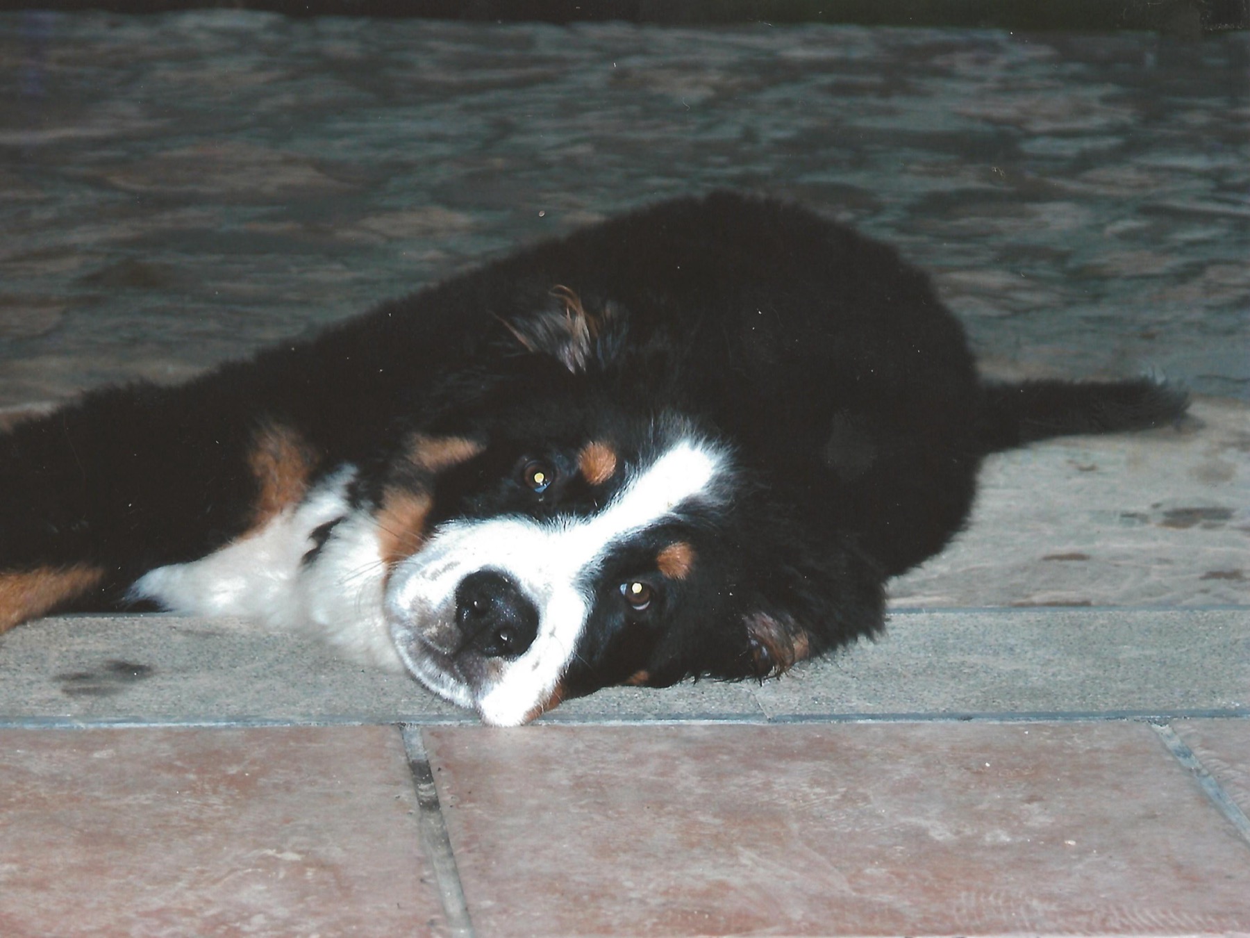 Three-month-old Bernese Mountain Dog puppy