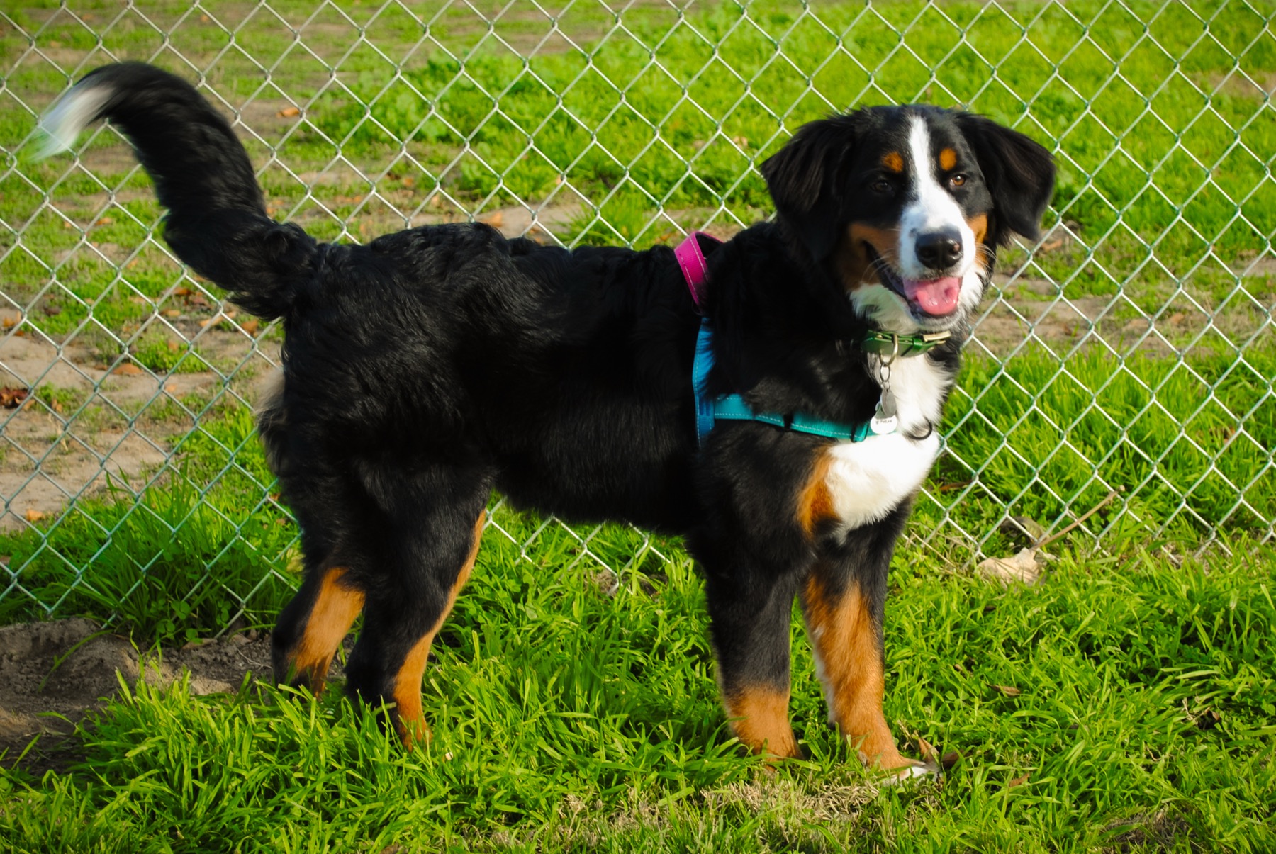 Bernese Mountain Dog shown in side profile