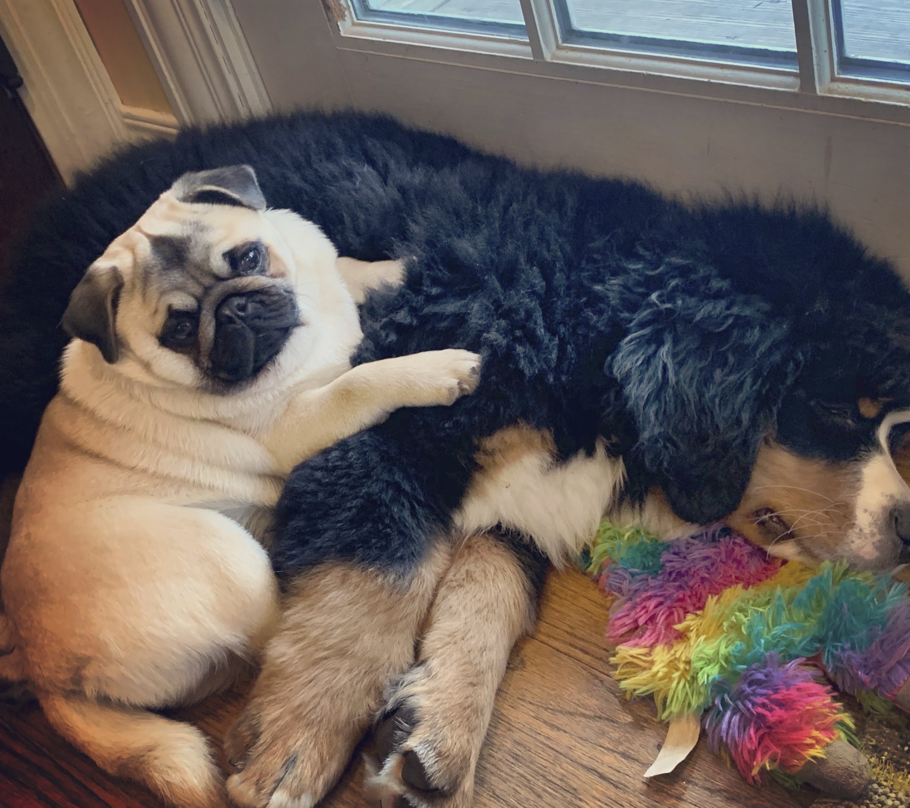 Bernese Mountain Dog calmly meeting a smaller dog