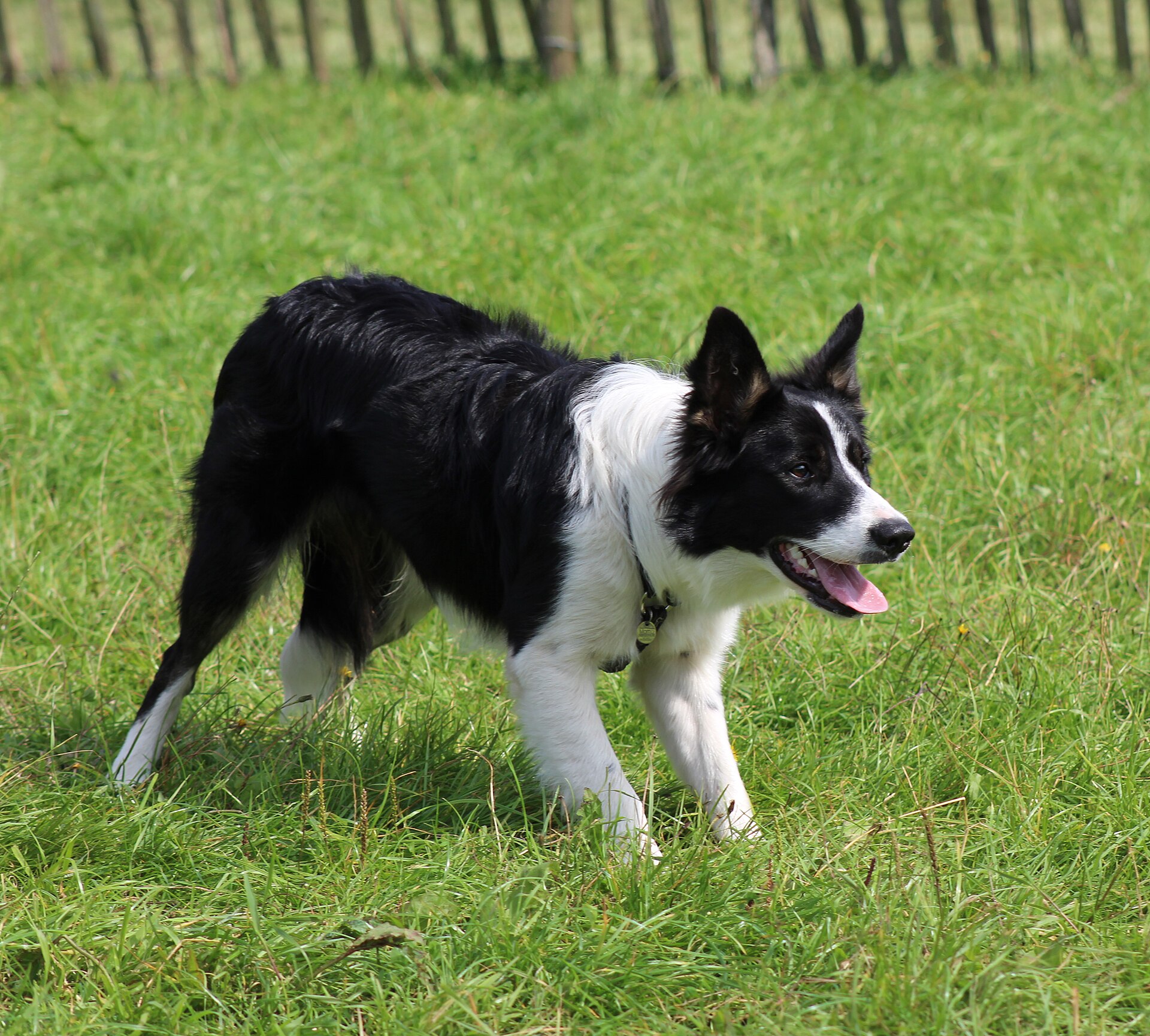 Border Collie moving low across a grassy field