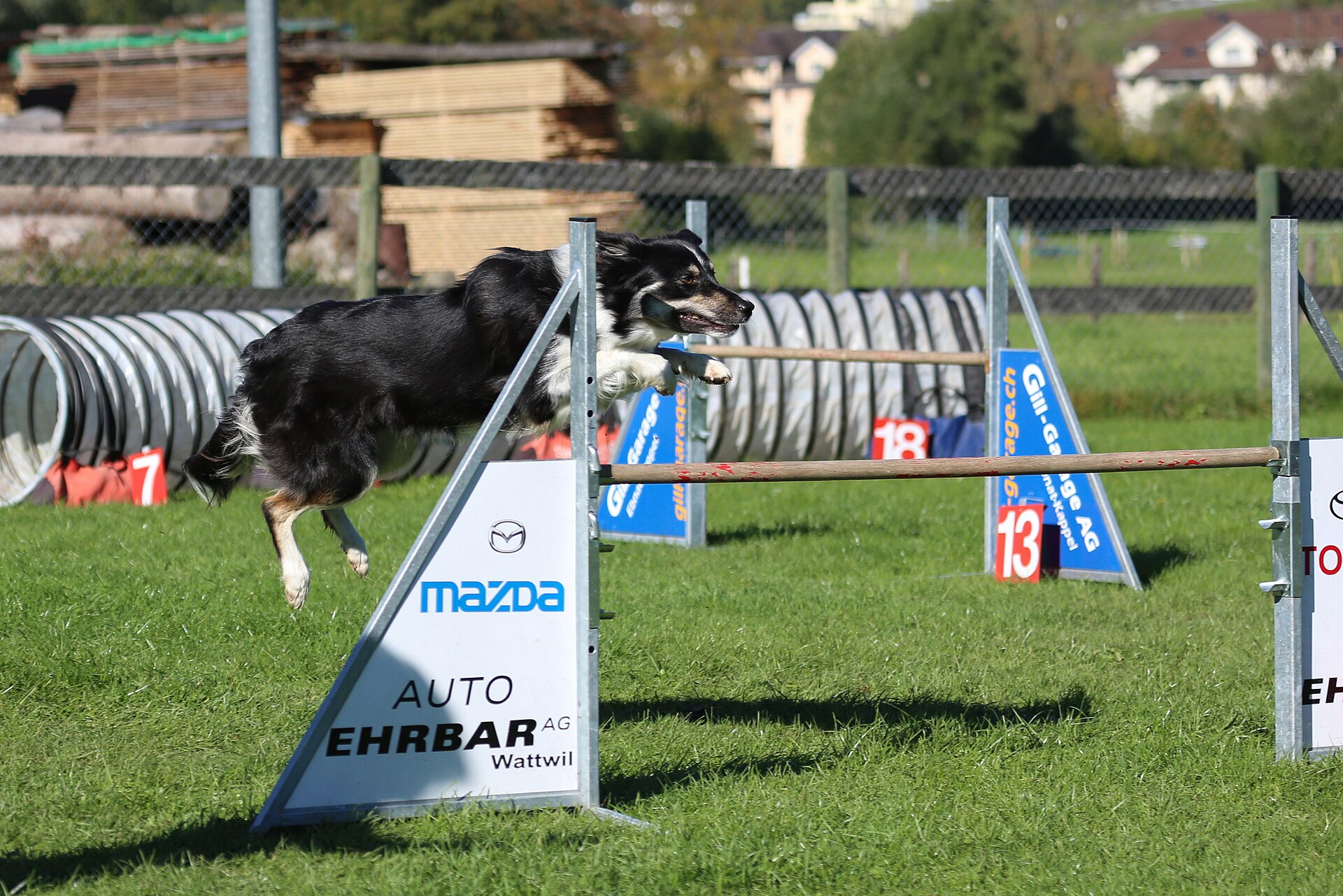 Border Collie clearing an agility jump