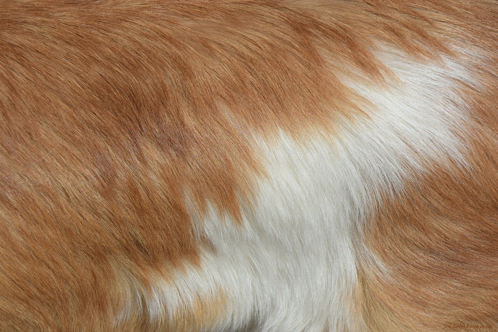 Close view of a brown-and-white Border Collie double coat