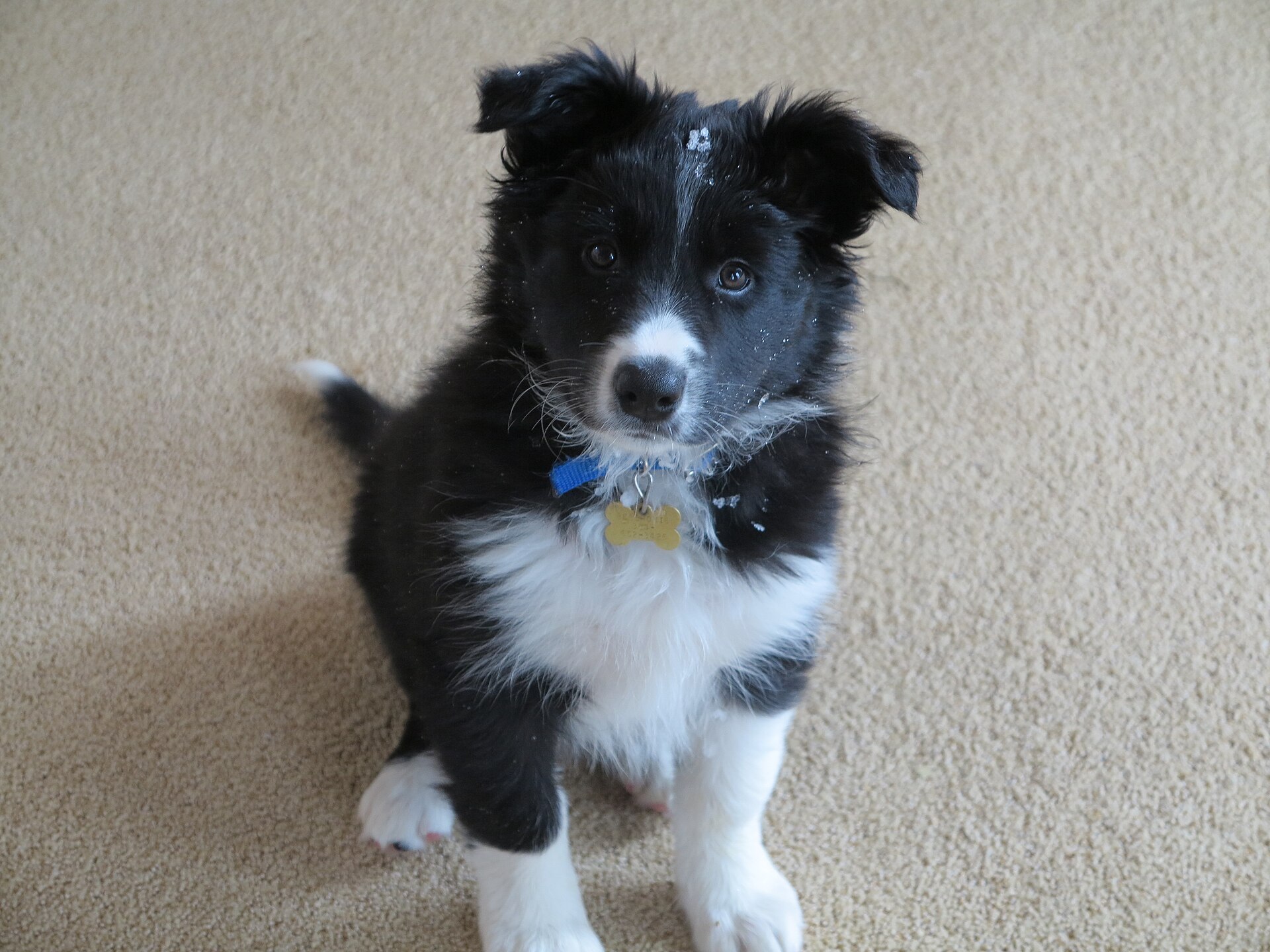 Nine-week-old Border Collie puppy sitting indoors