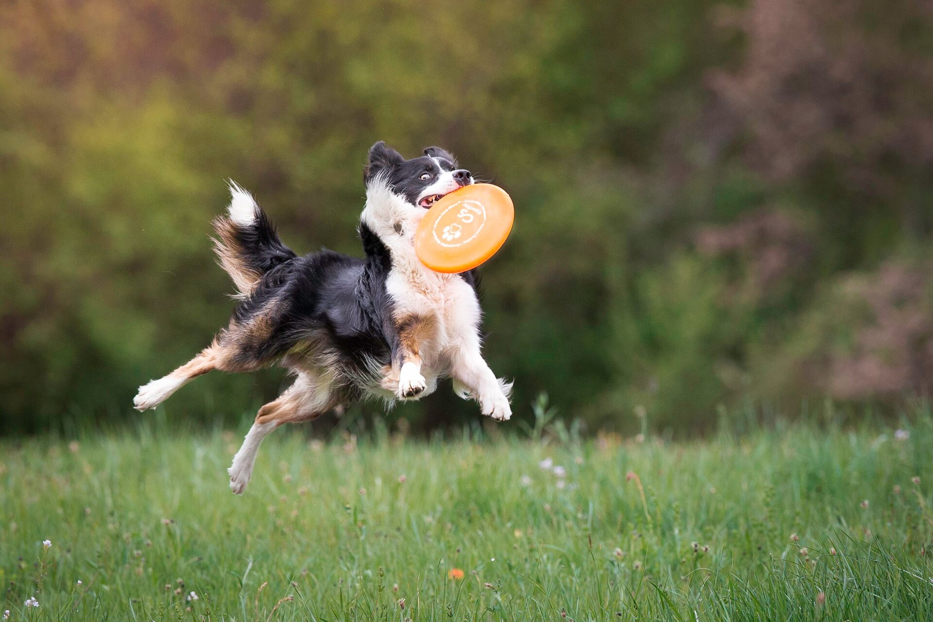 Border Collie catching a flying disc in a field