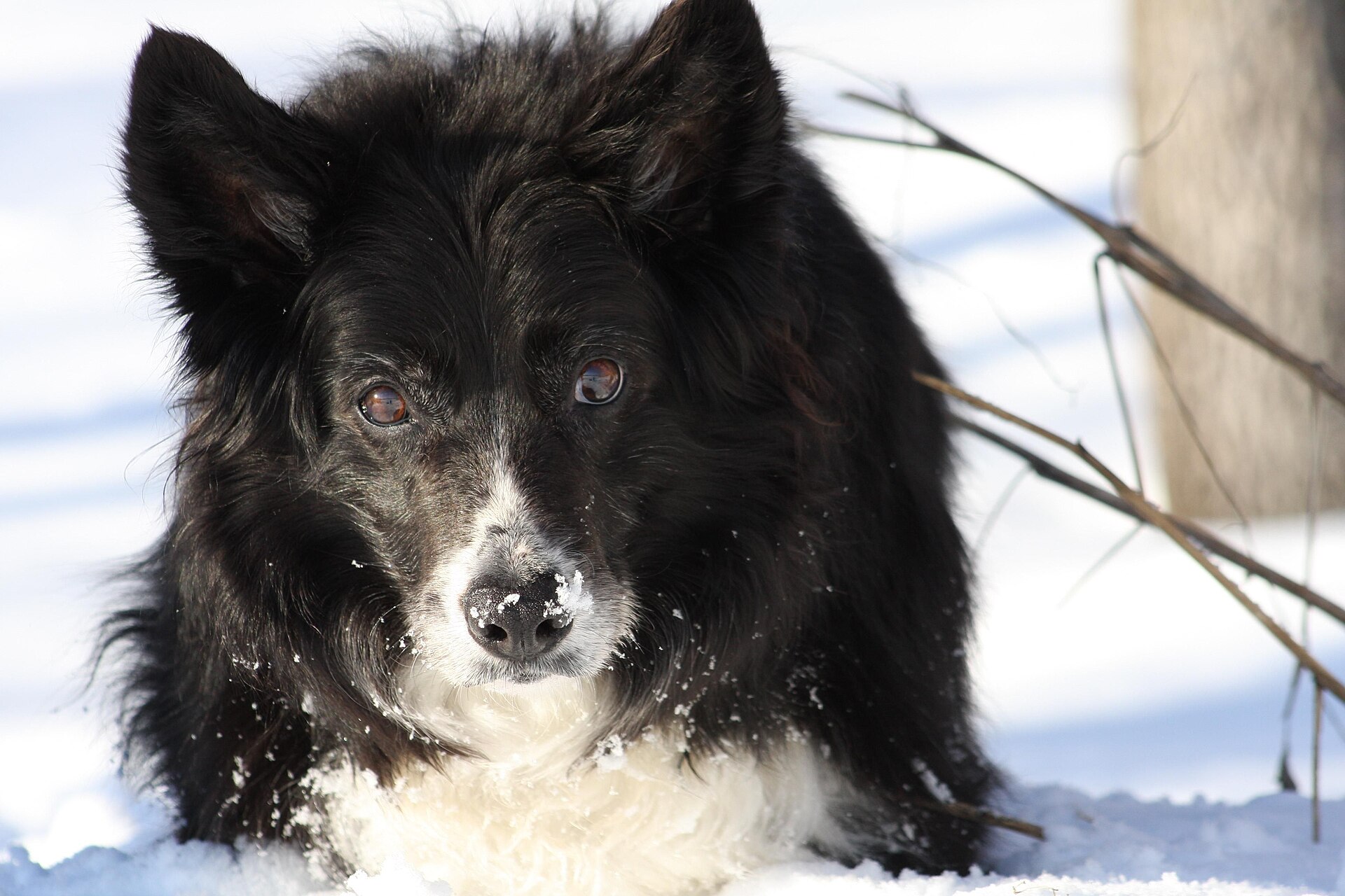 Older Border Collie resting in snow