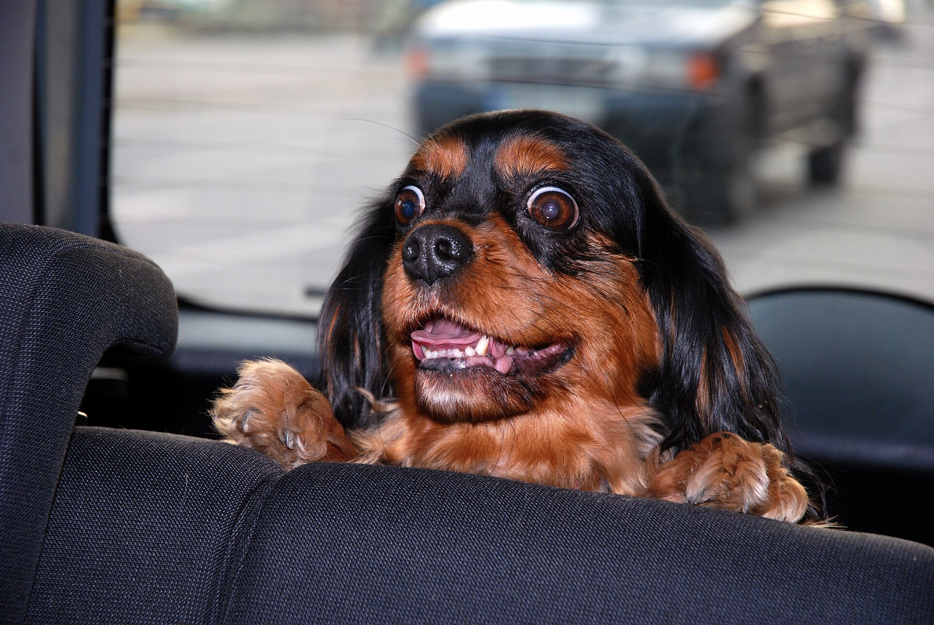 A black and tan Cavalier King Charles Spaniel resting on a log