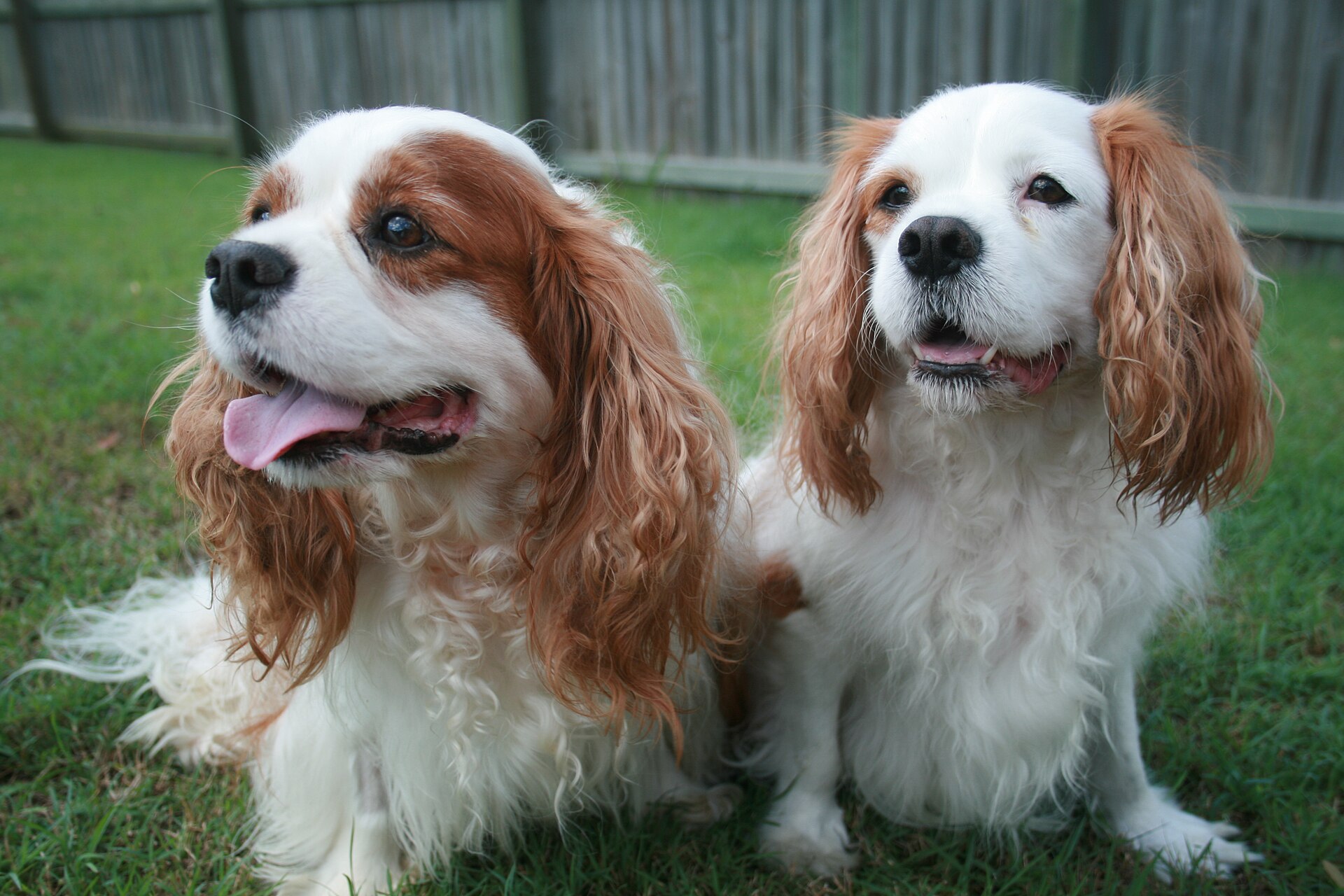 Two Blenheim Cavalier King Charles Spaniels sitting together on grass
