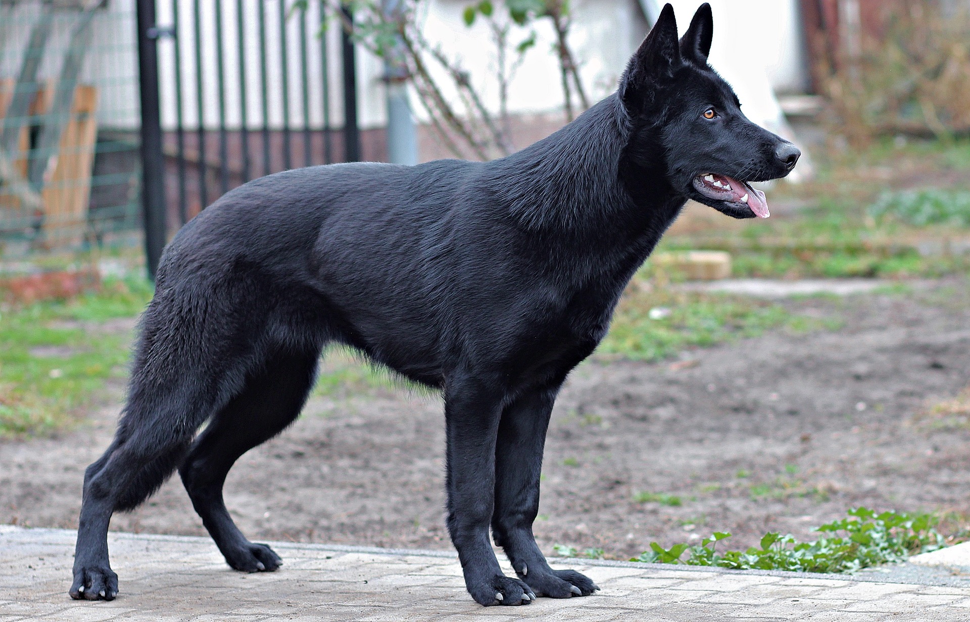 A black German Shepherd standing alert outdoors.