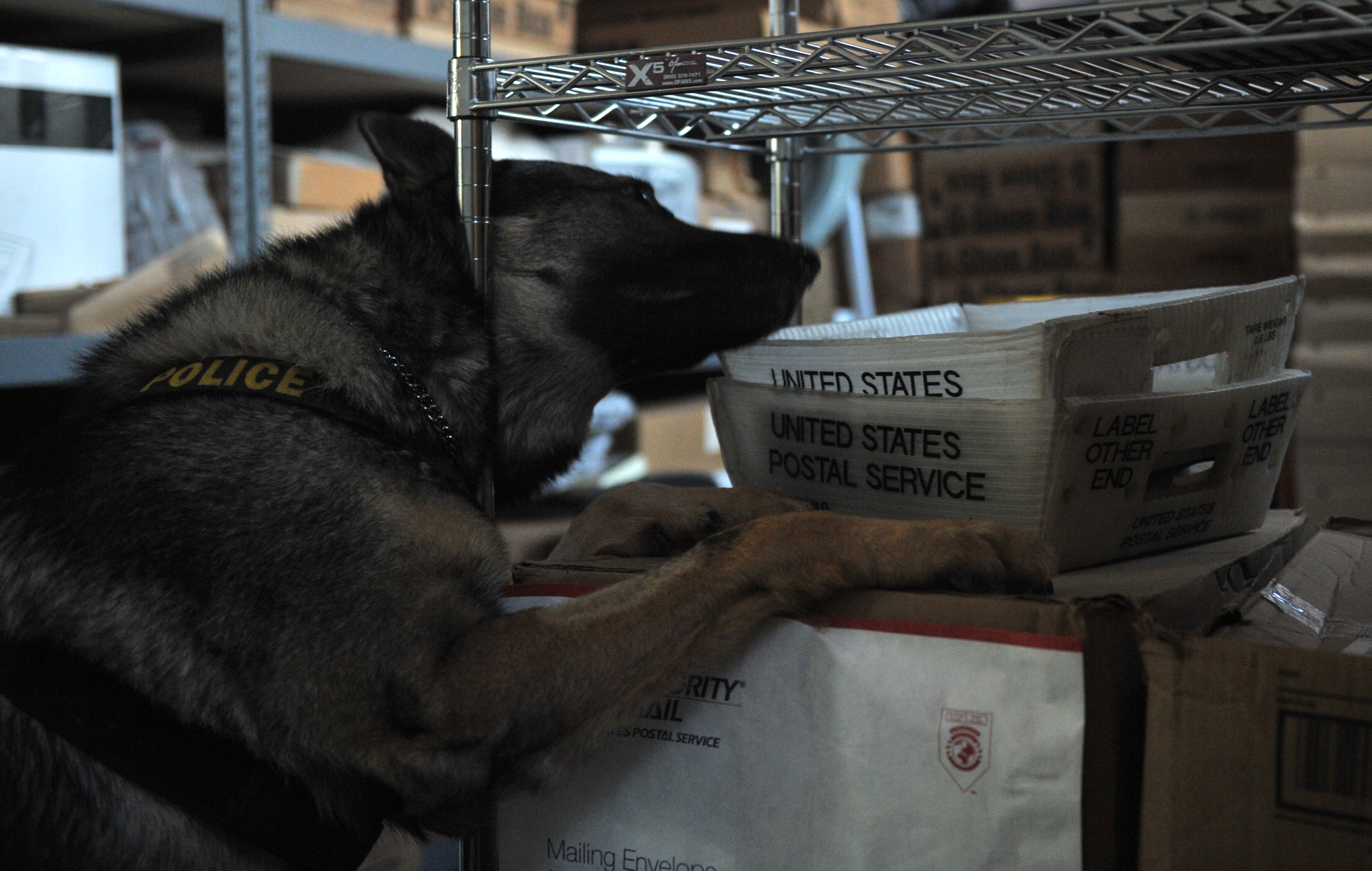 A German Shepherd military working dog searching during detection training.