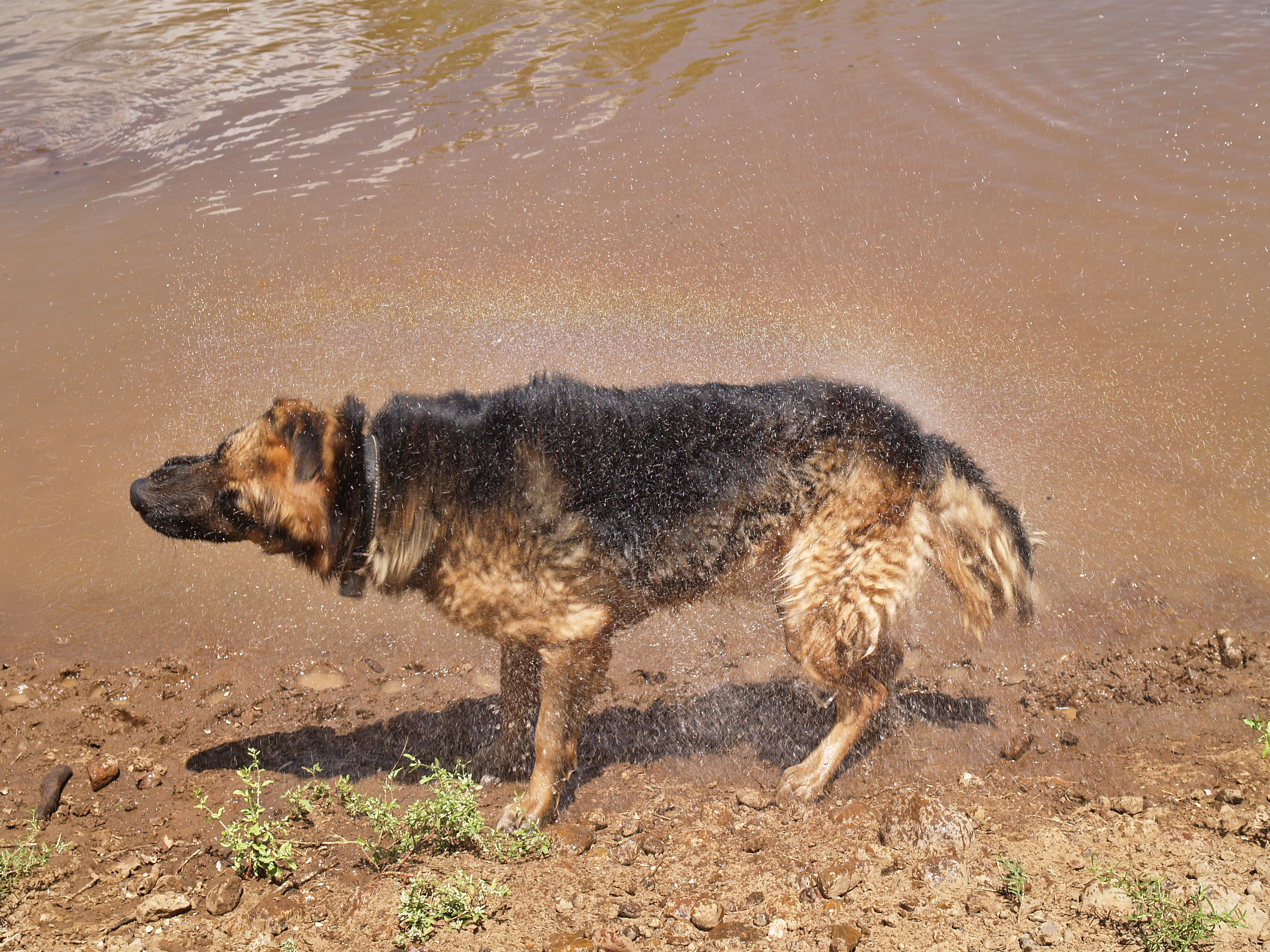 A German Shepherd shaking water from its coat, creating a rainbow effect.