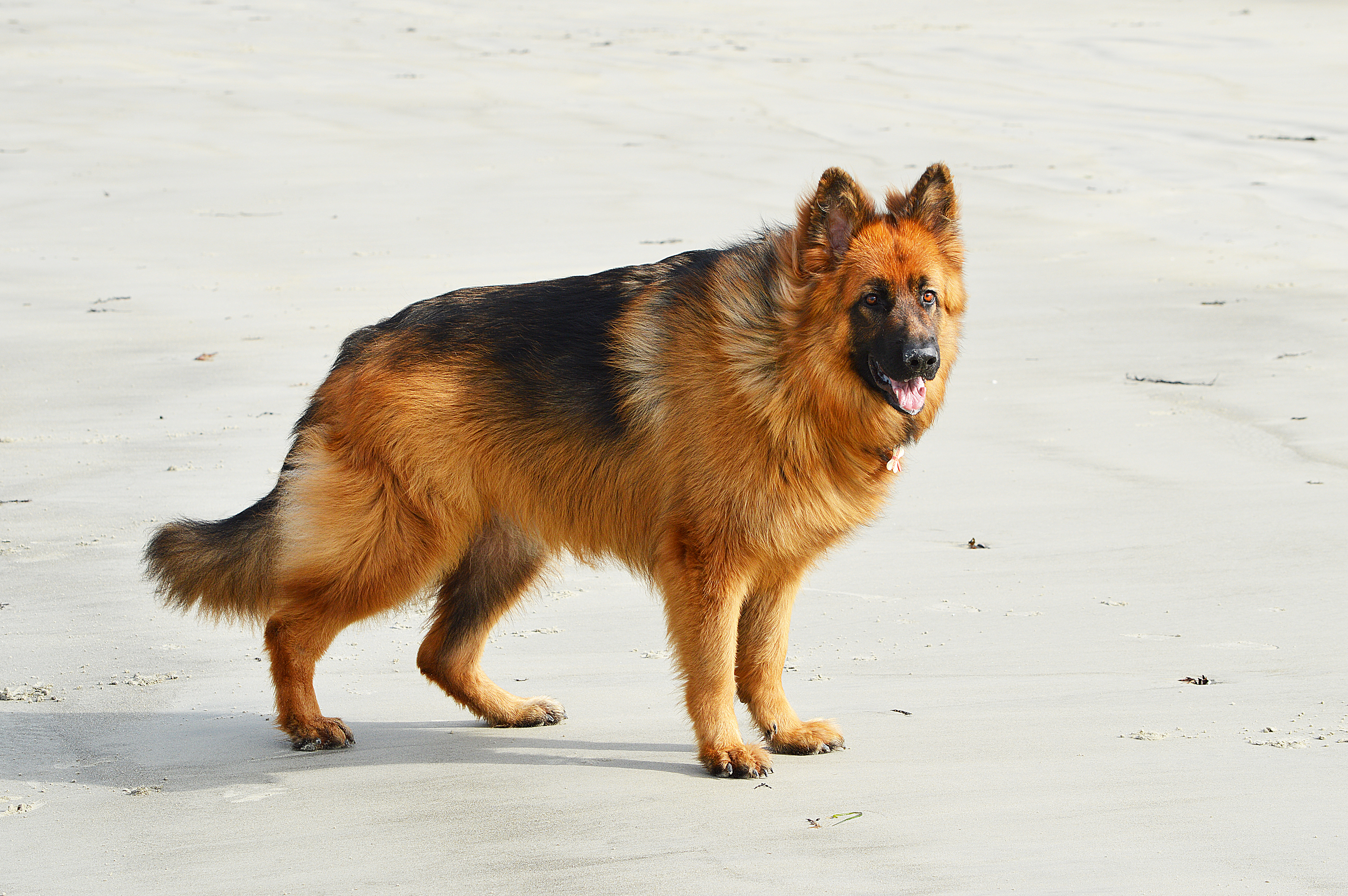 A long-haired German Shepherd standing outdoors.