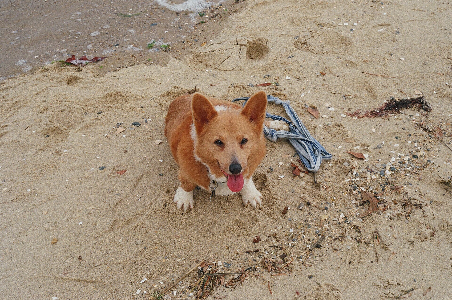 A 14-year-old Pembroke Welsh Corgi rests outdoors.