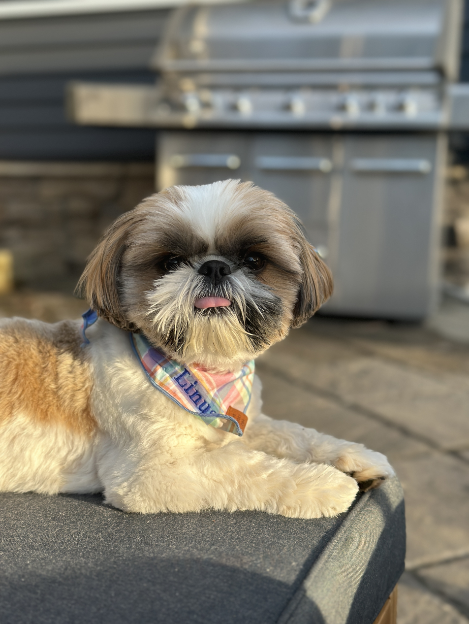 A Shih Tzu with a white forehead marking
