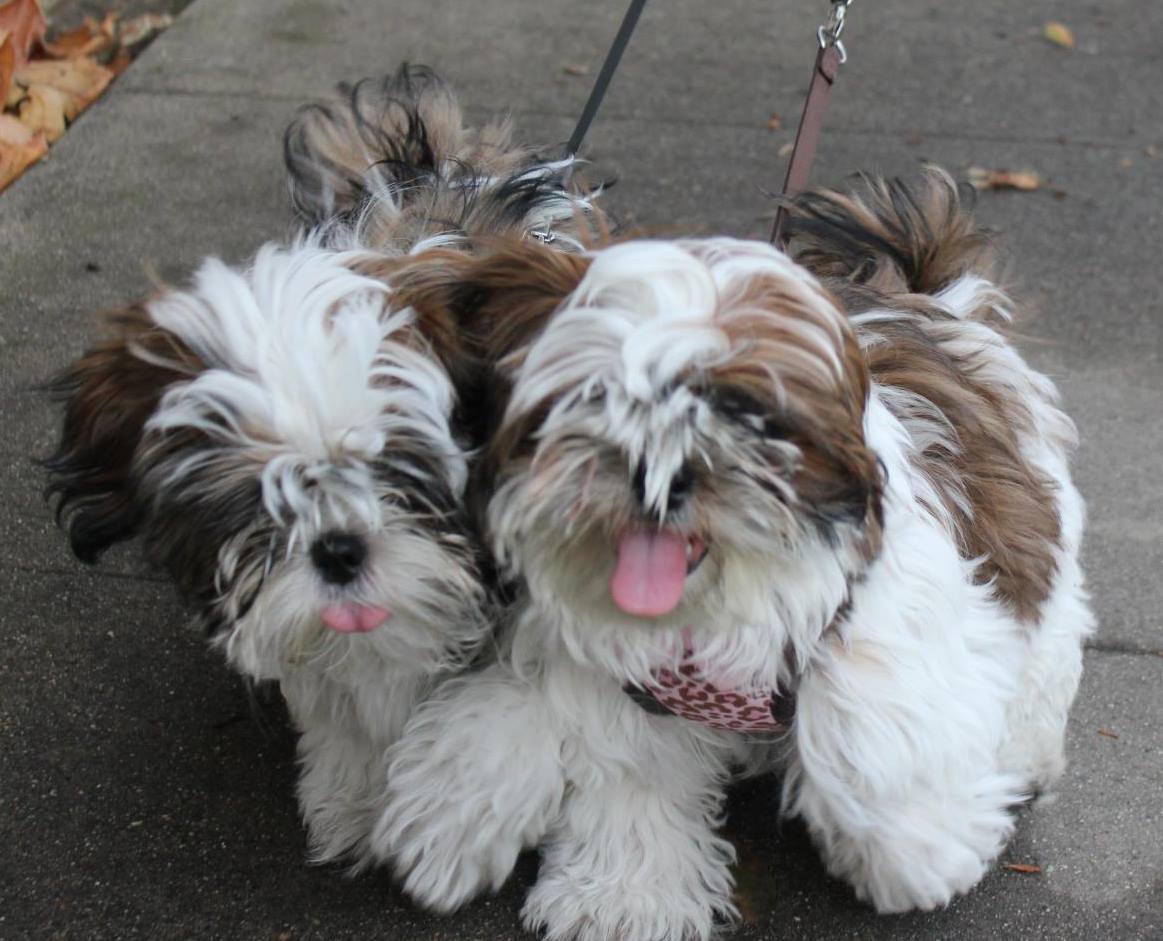 Two red-and-white Shih Tzu littermates together