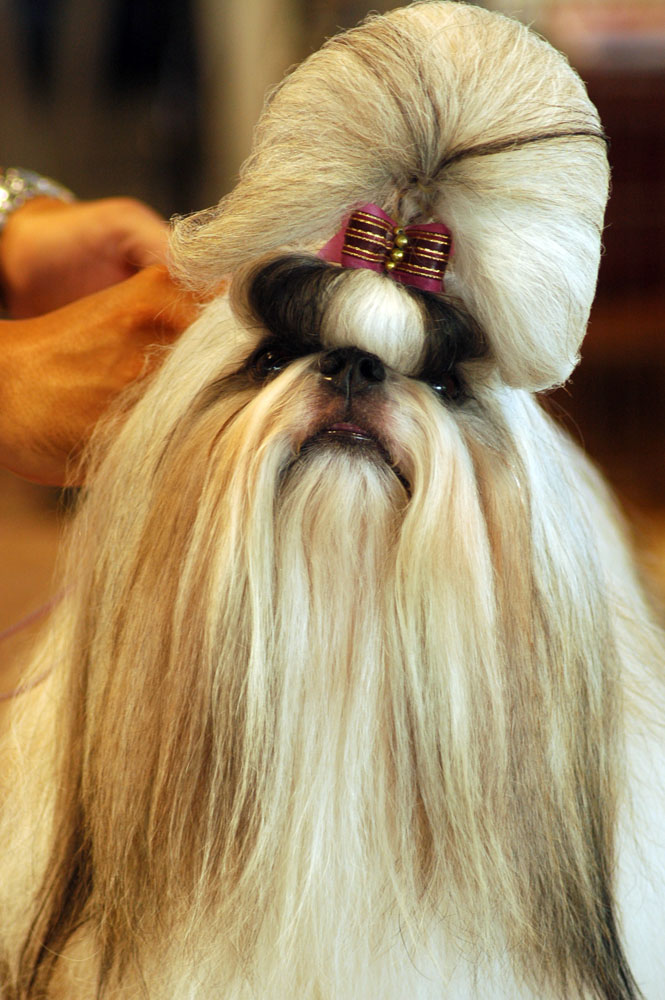 A long-coated Shih Tzu posed at a dog show