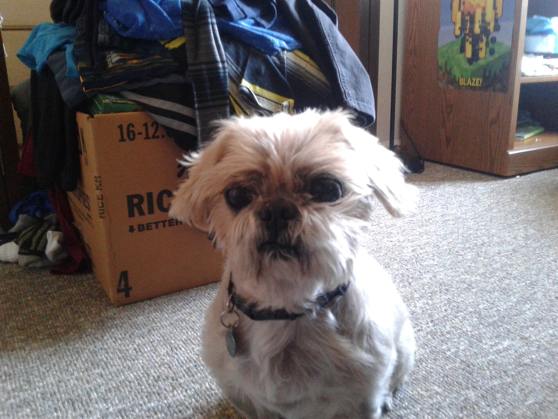 A Shih Tzu wearing a practical short pet trim