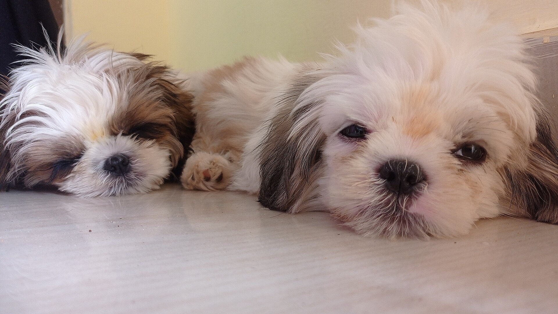 Two white Shih Tzu puppies resting together