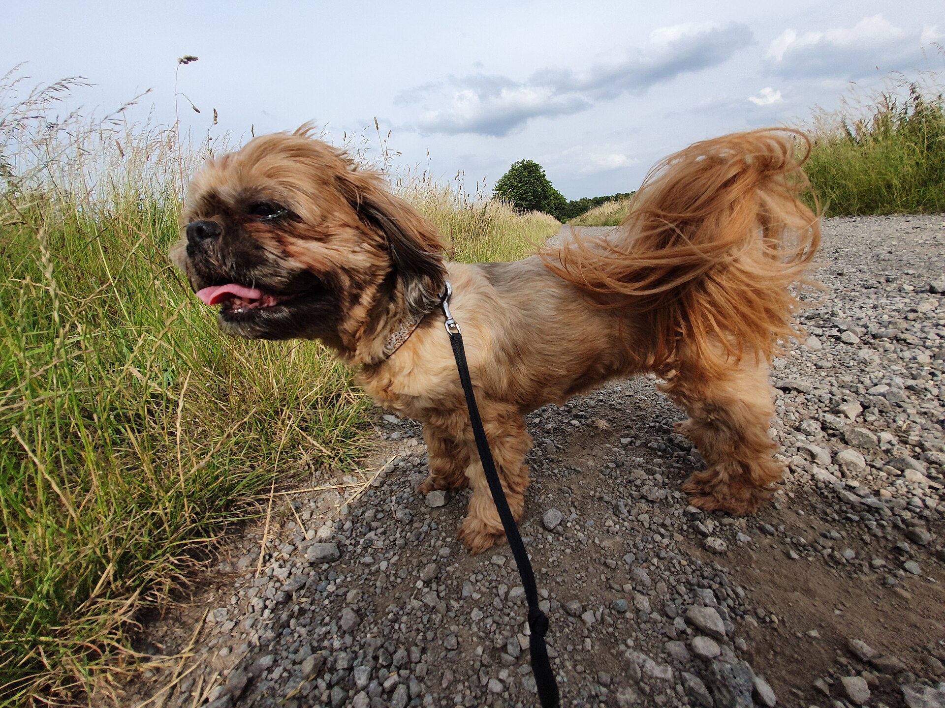 A Shih Tzu walking on a path