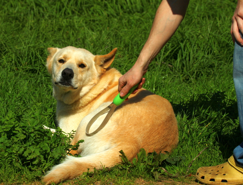 A dog being brushed during a calm grooming session