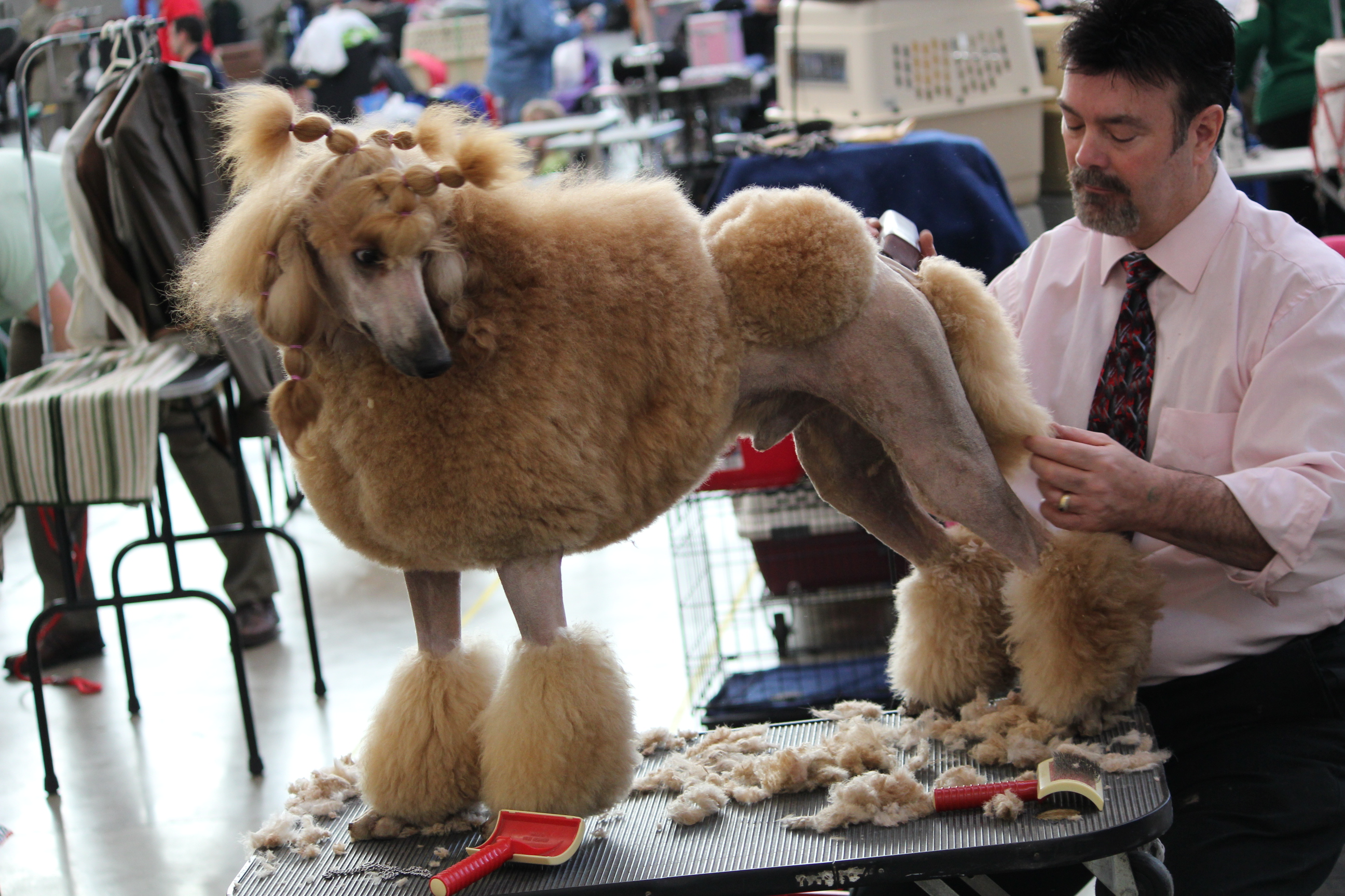 A Poodle receiving coat grooming