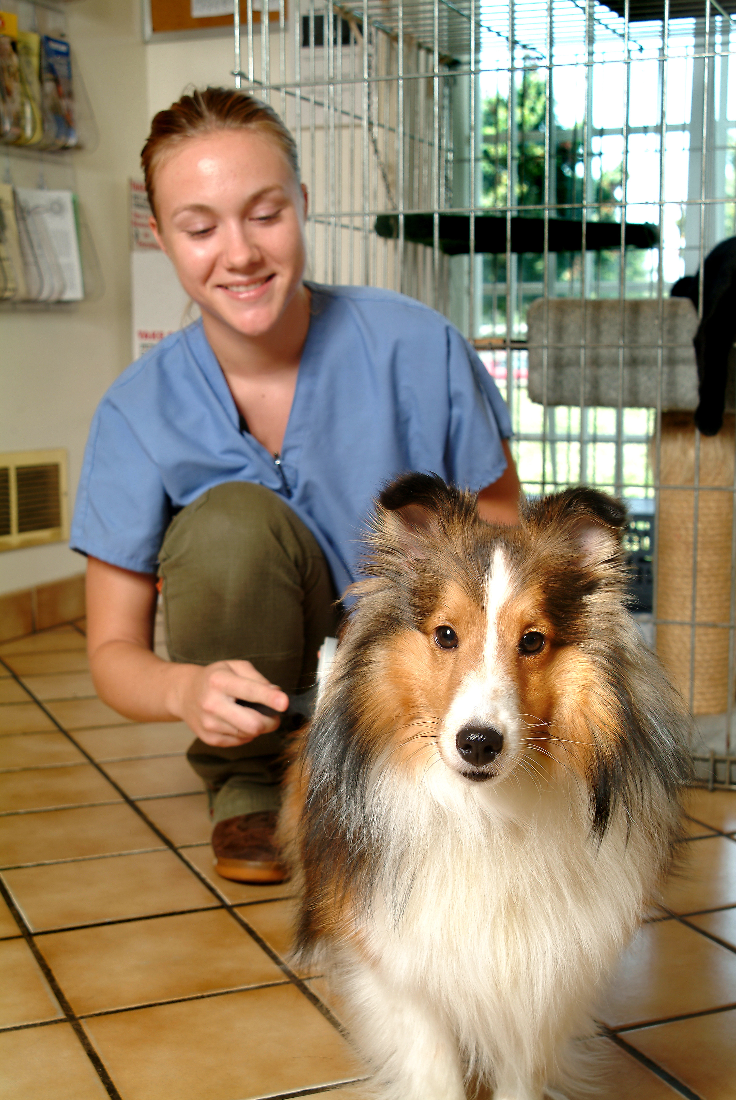 A dog during a coat-care and cleaning routine