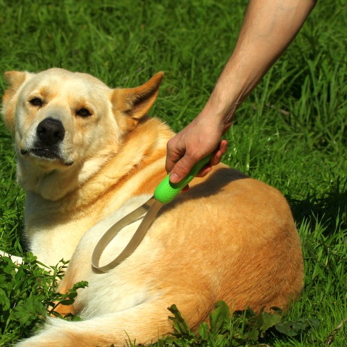 A close coat and skin check during dog grooming