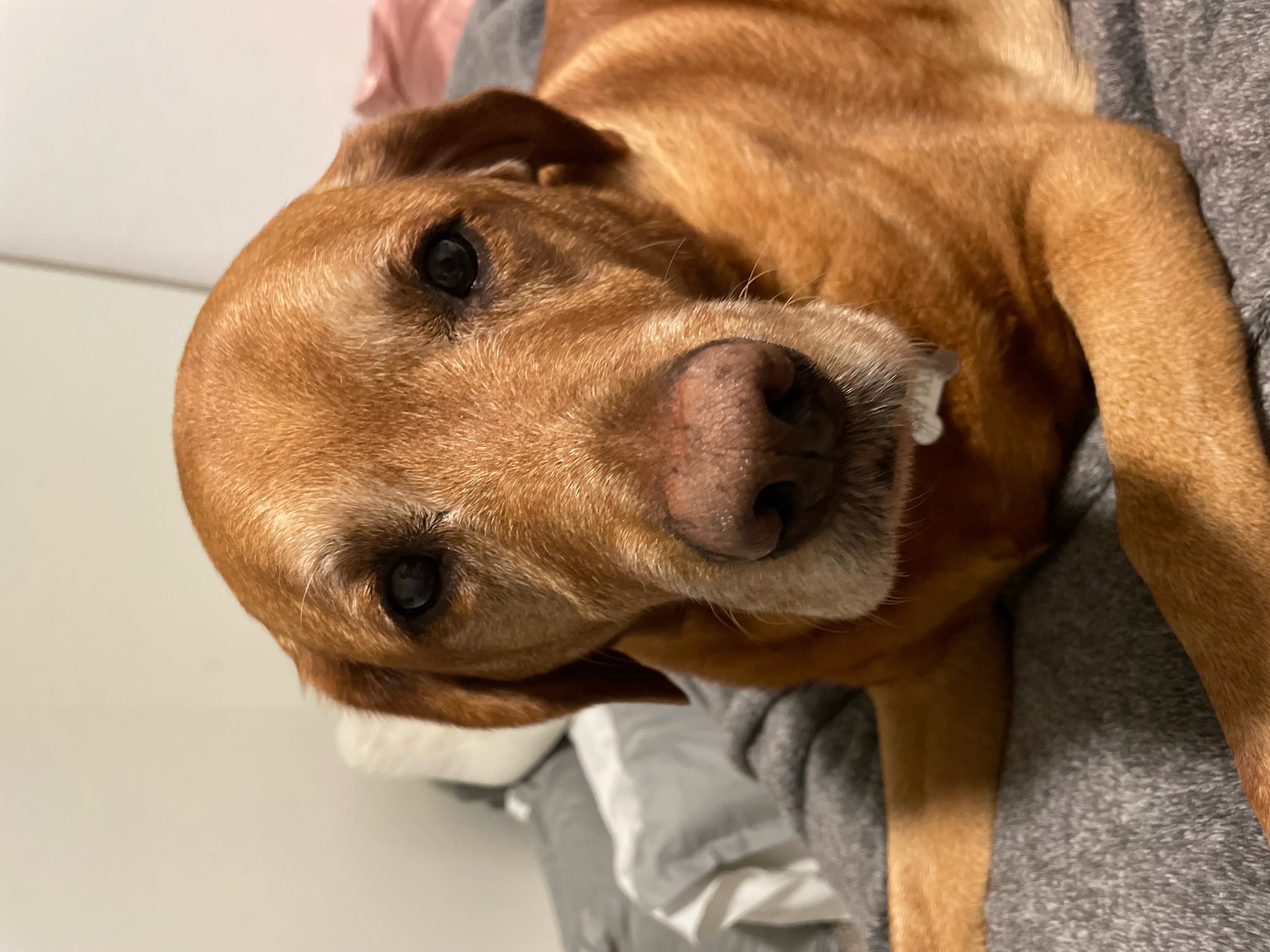 Close view of a short-coated Labrador Retriever