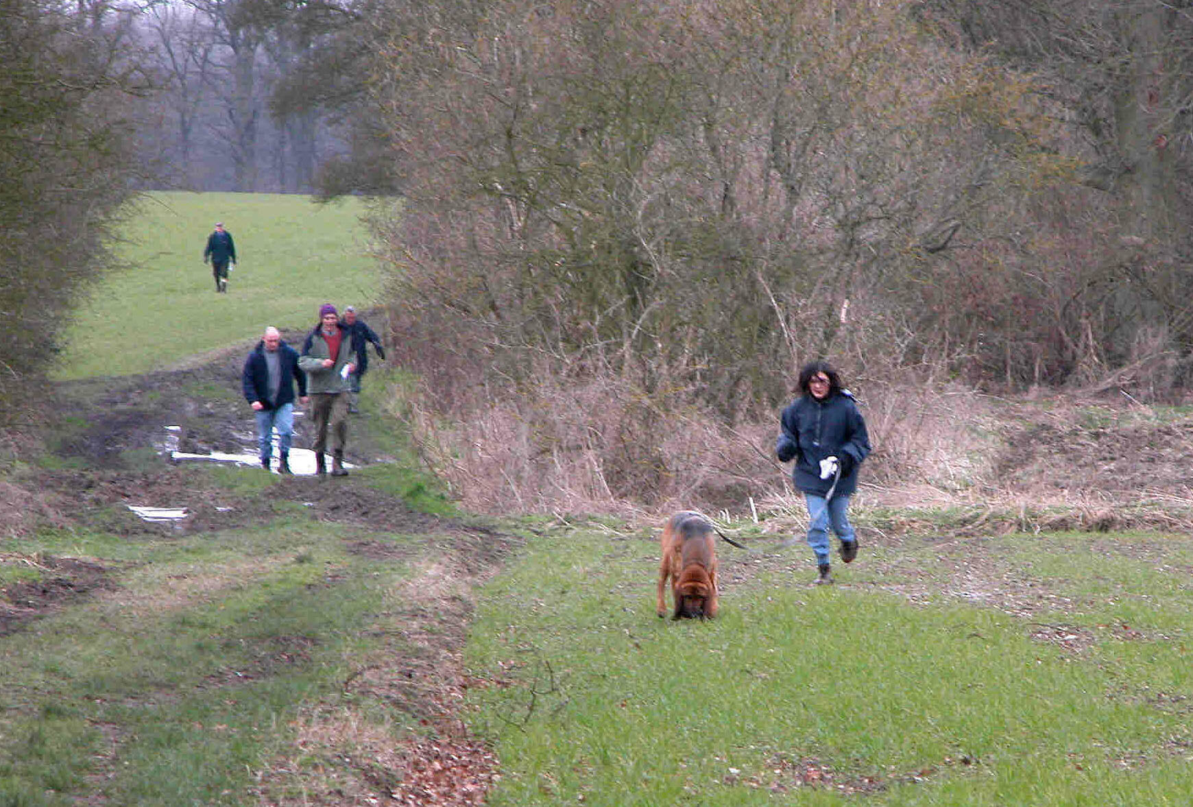 A Bloodhound and handler working a trail in Britain while judges follow behind.