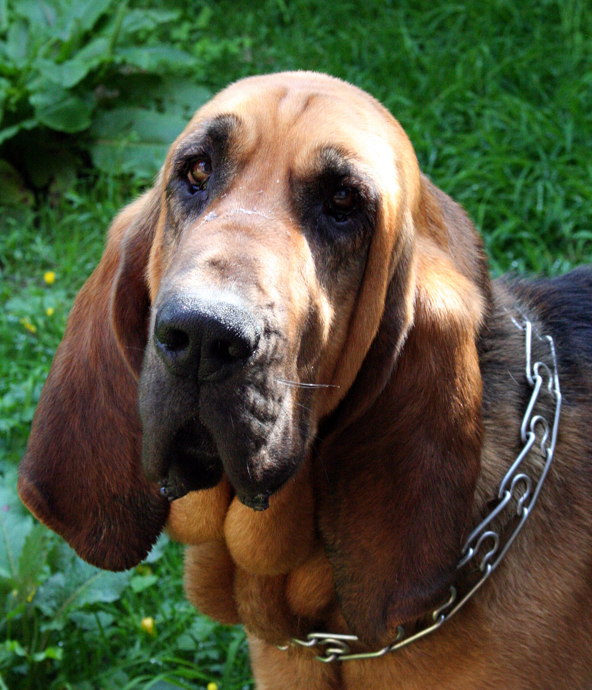 A Bloodhound's head showing the long ears, loose skin, and deep muzzle associated with scent work.