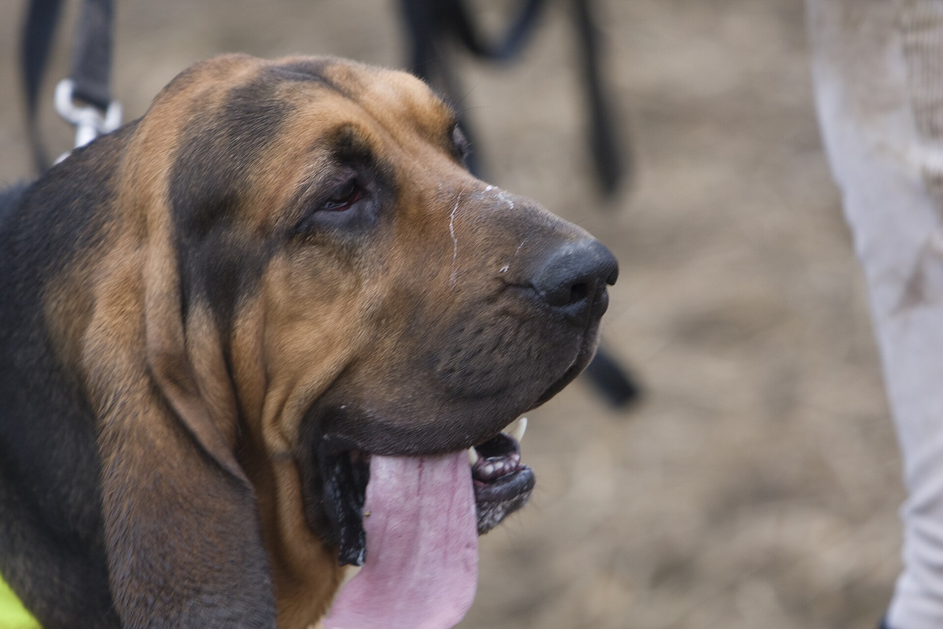 A Bloodhound following a scent line across a field.
