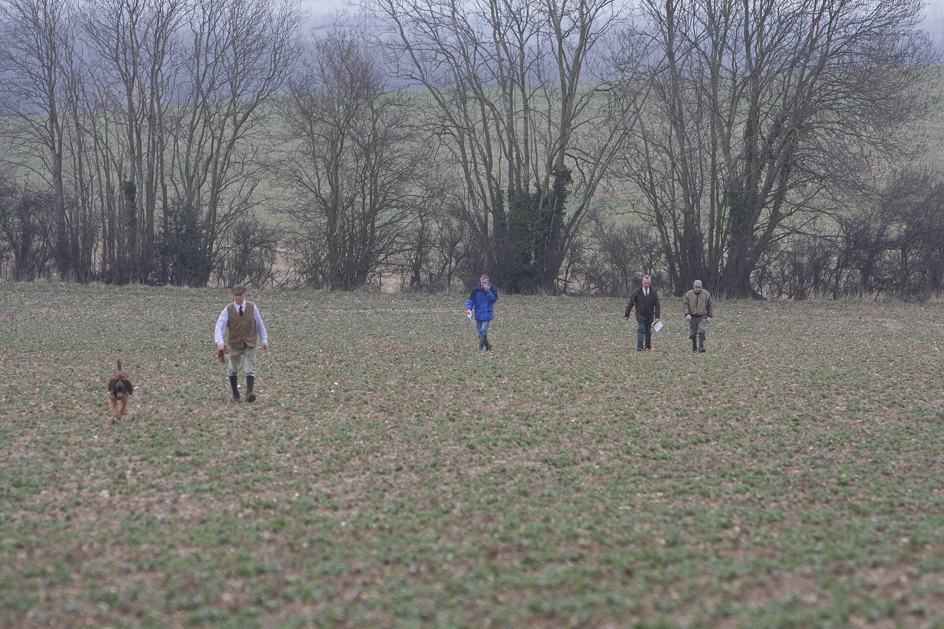 A Bloodhound working across a broad field with its handler and observers behind.