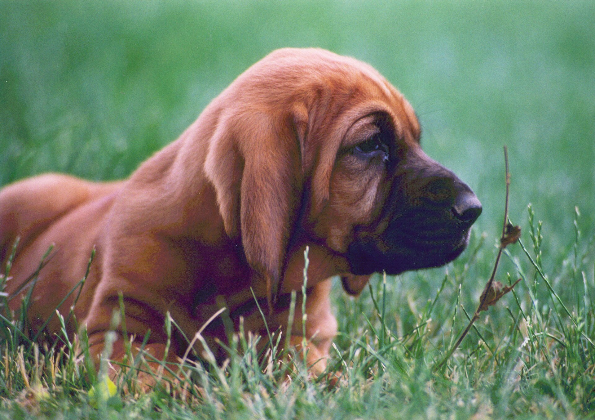 A red Bloodhound puppy at five and a half weeks old.