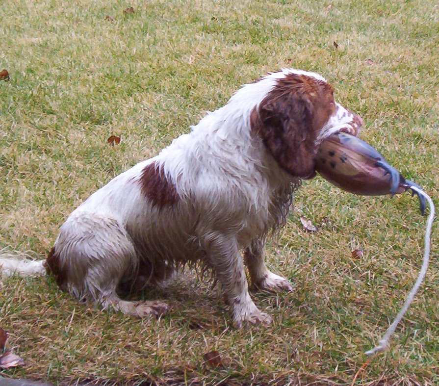 A Cocker Spaniel carrying a canvas training dummy.