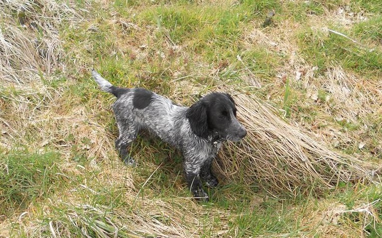 A young working English Cocker Spaniel puppy lying outdoors.