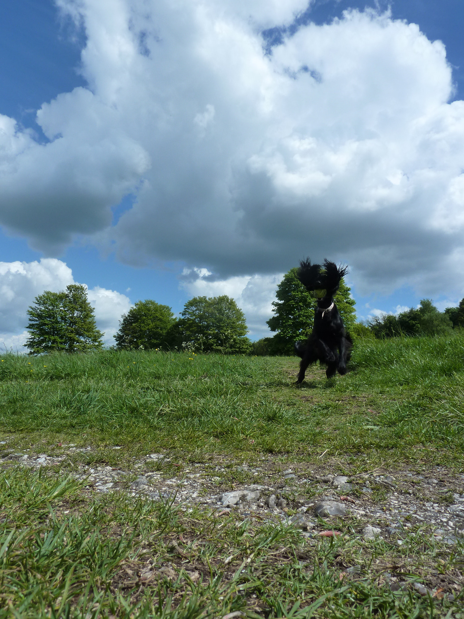 A mature working Cocker Spaniel photographed outdoors.