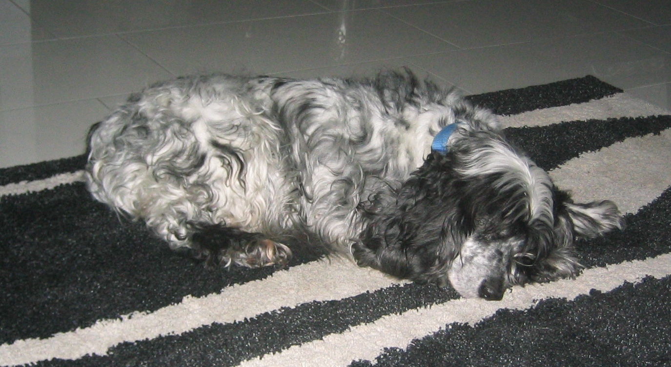 A Cocker Spaniel asleep with its head down.