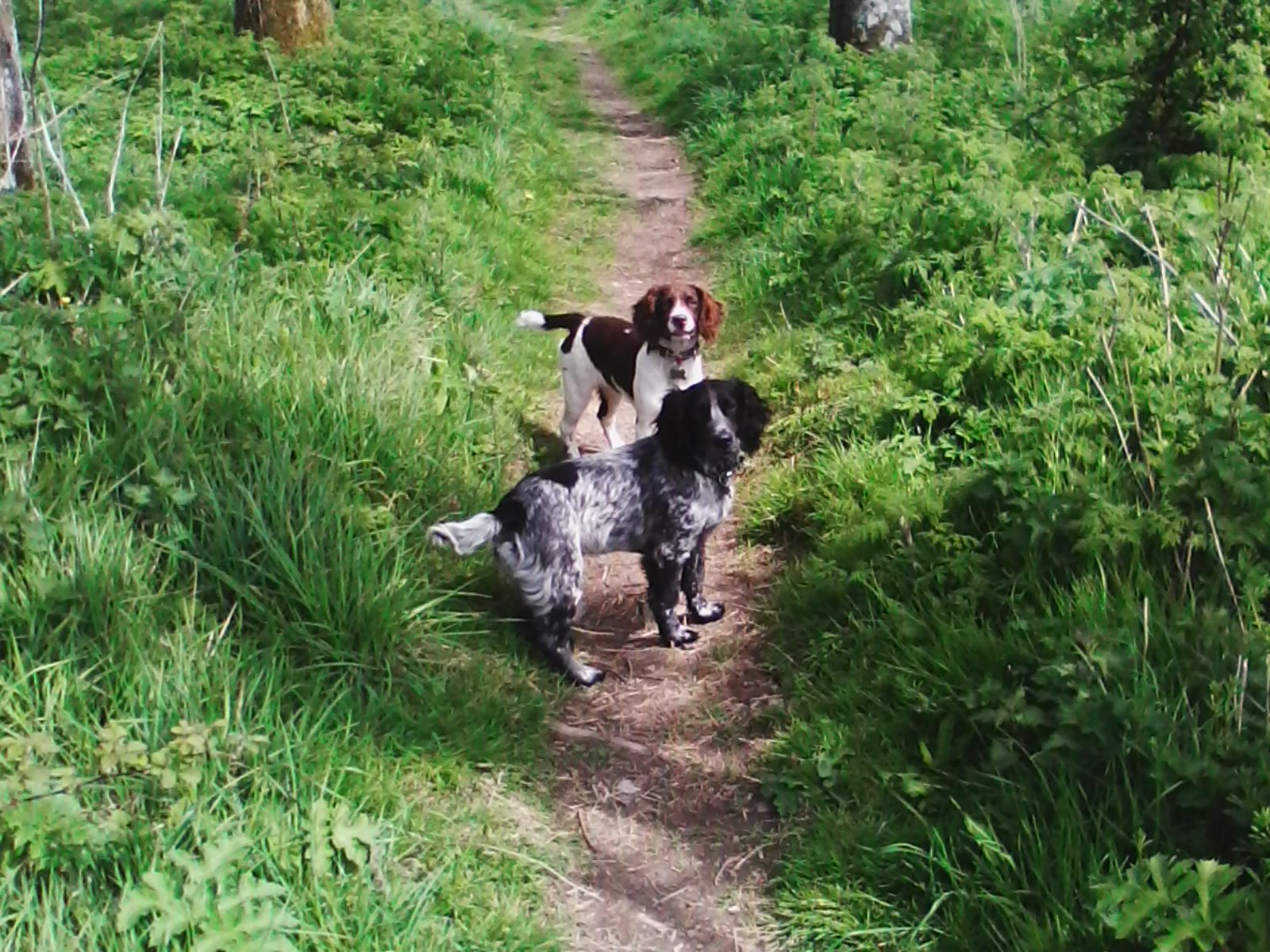 Two working spaniels standing together in open country.