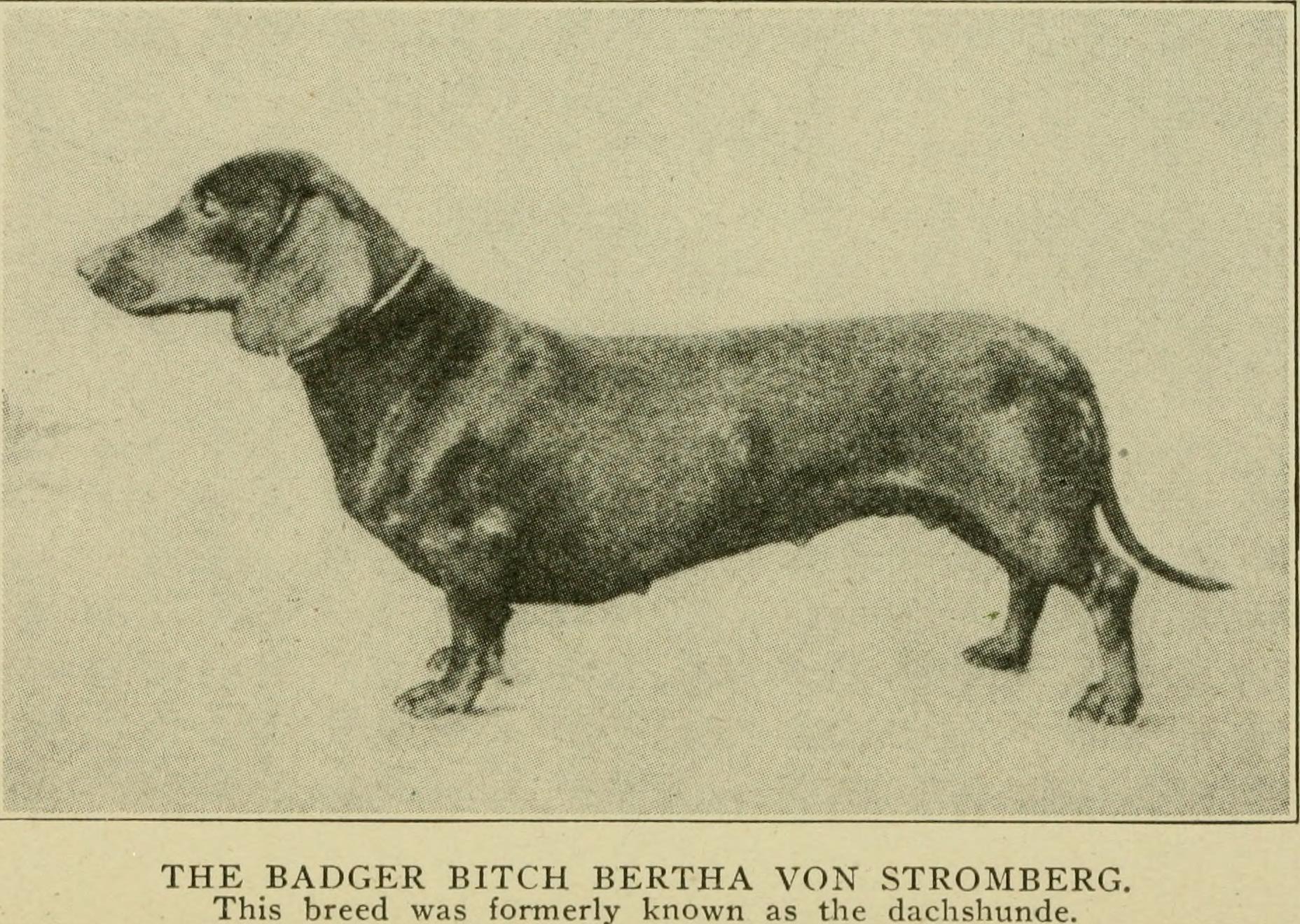 An early twentieth-century book plate showing the badger dog, or Dachshund, as a companion and earth-working breed.
