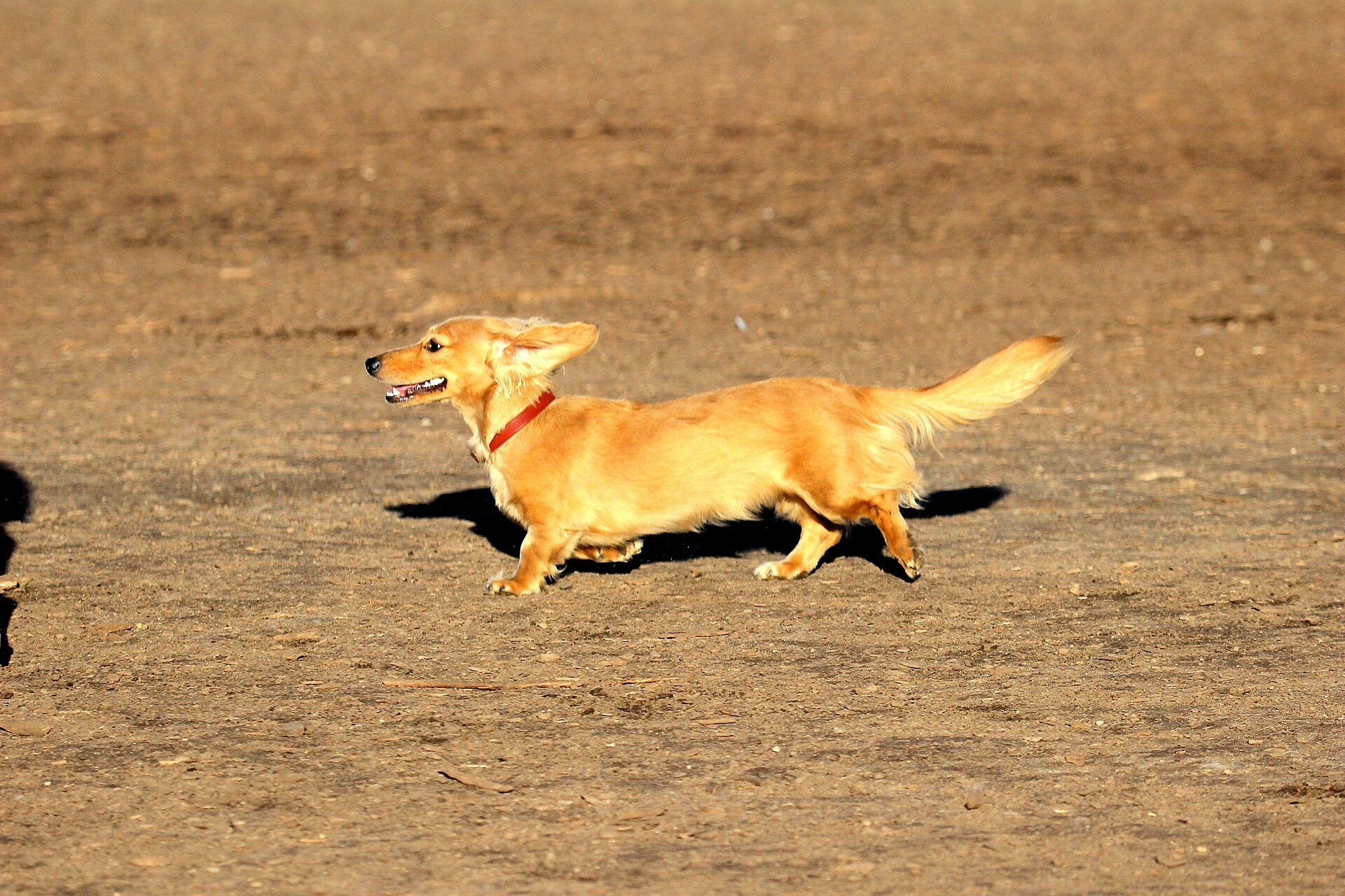 A longhaired Dachshund running across grass.