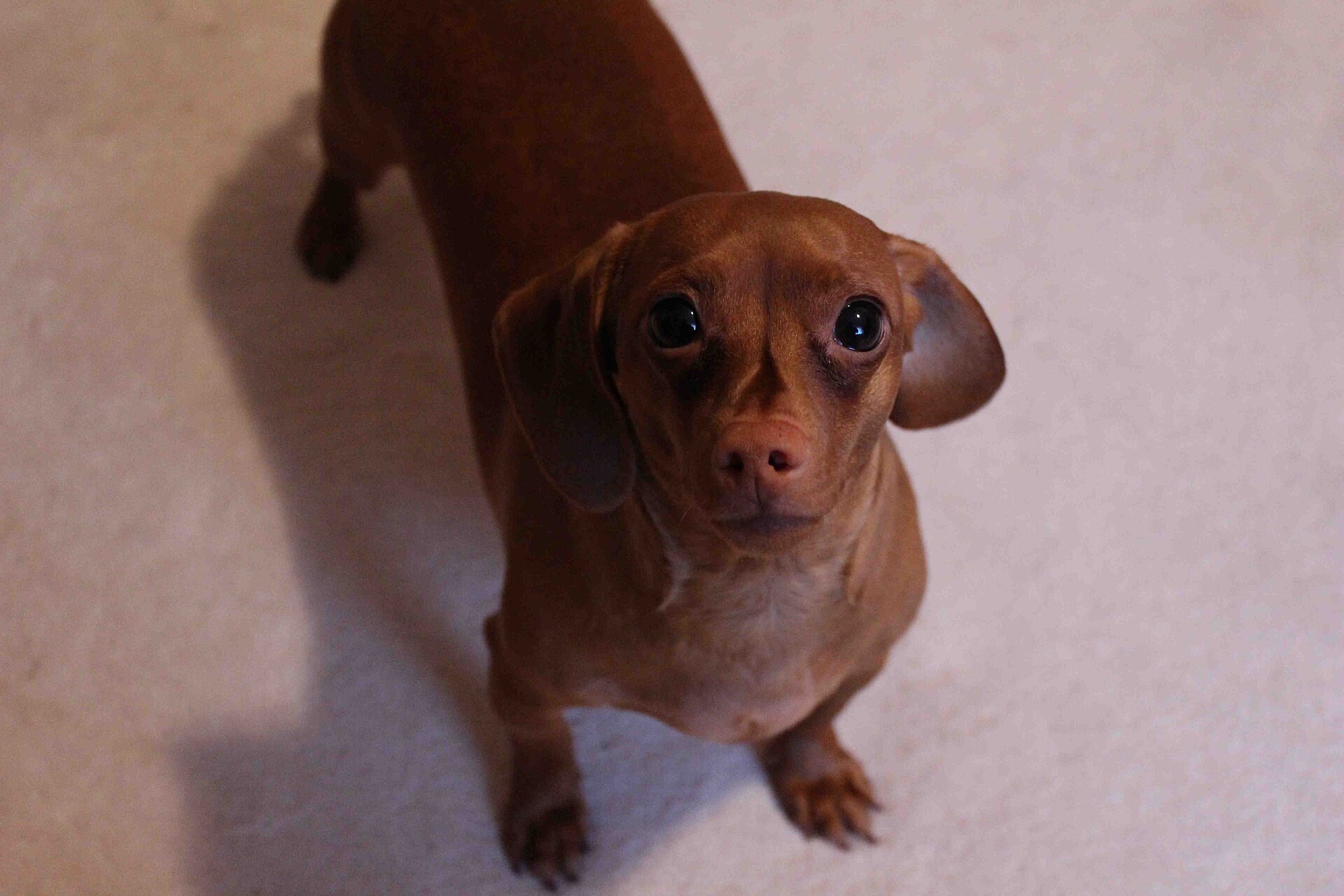A short-haired miniature Dachshund standing outdoors.