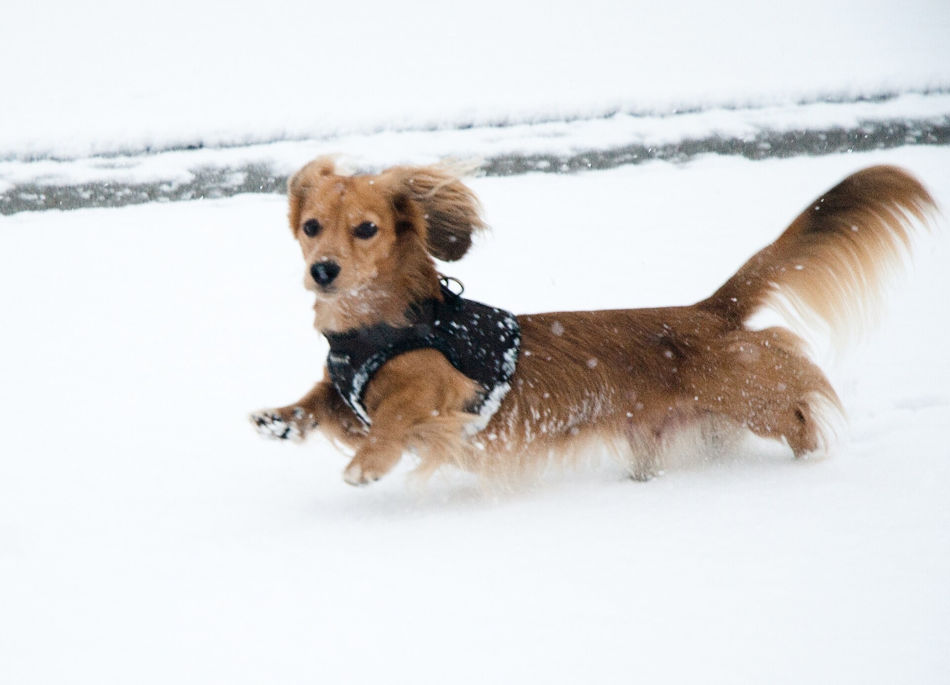 A Dachshund running through snow.