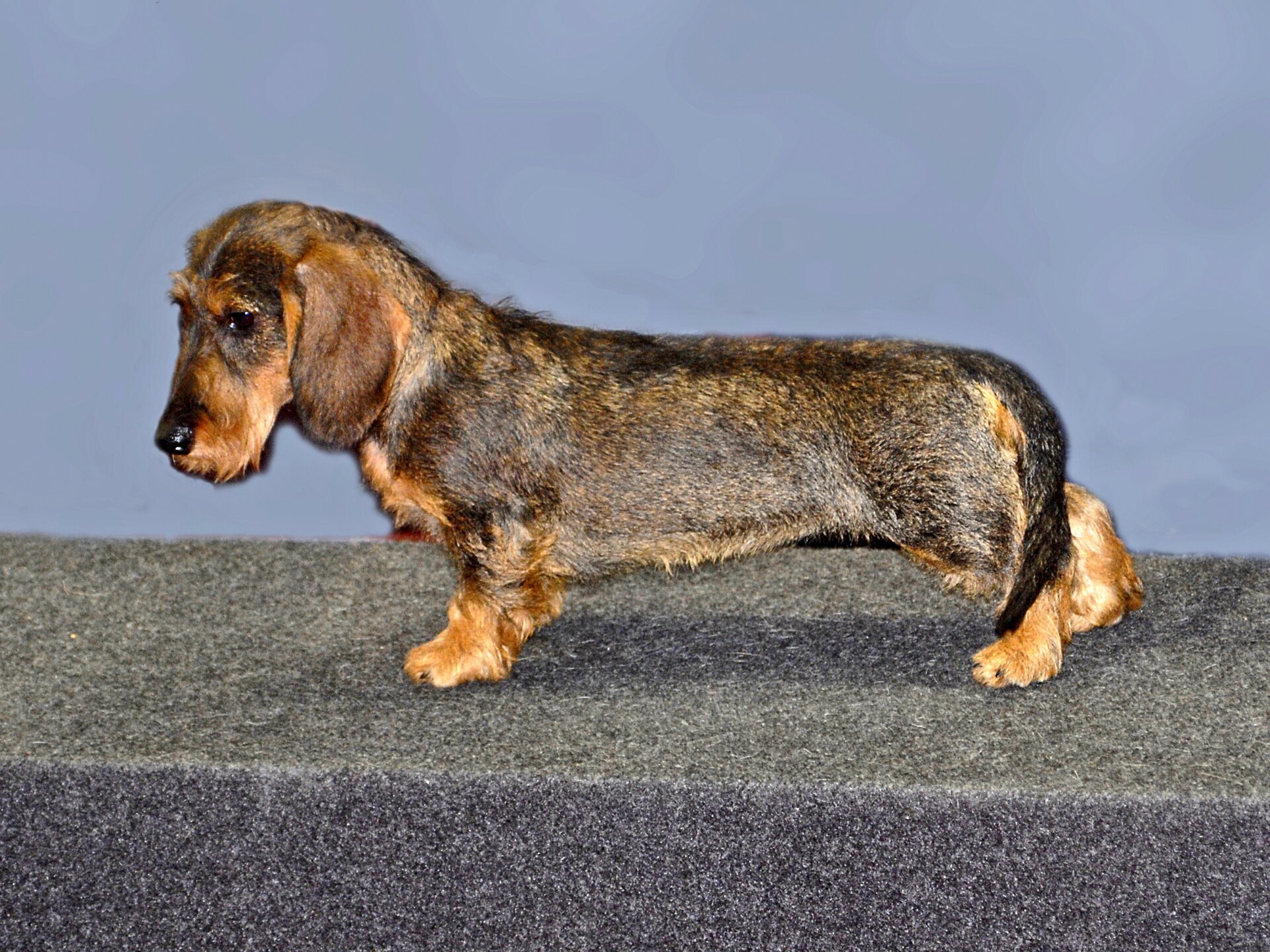 A wirehaired standard Dachshund standing outdoors.