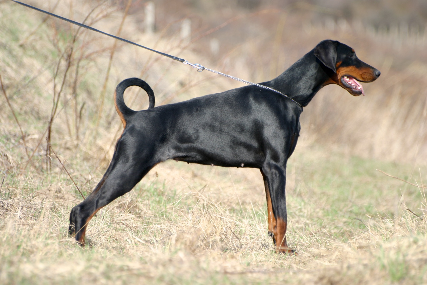A Doberman working closely with a handler.