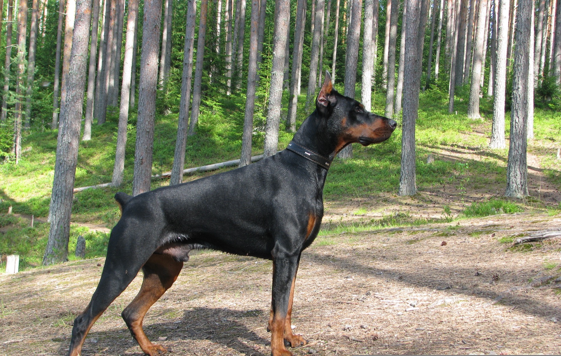 A Doberman standing watch in an open landscape.