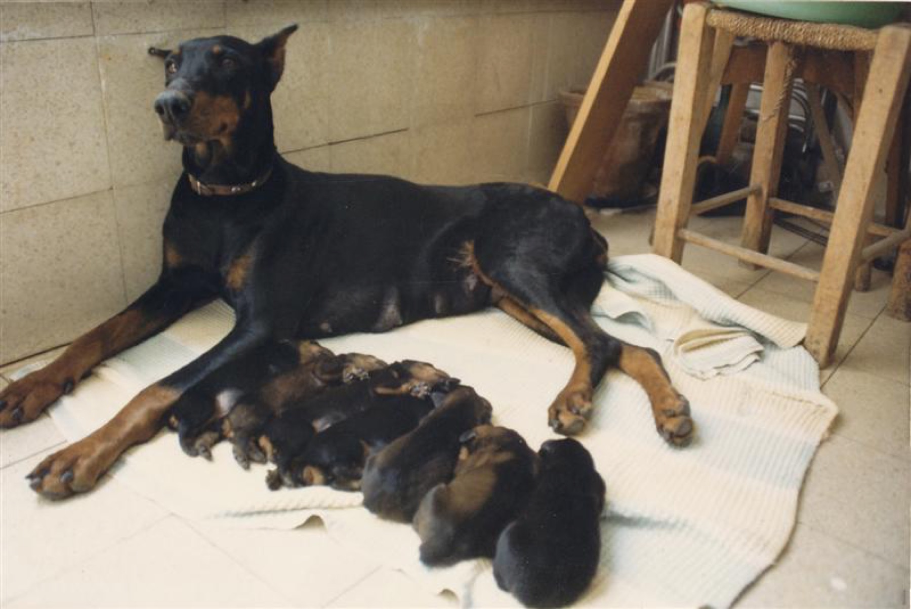 A Doberman mother lying with her puppies.