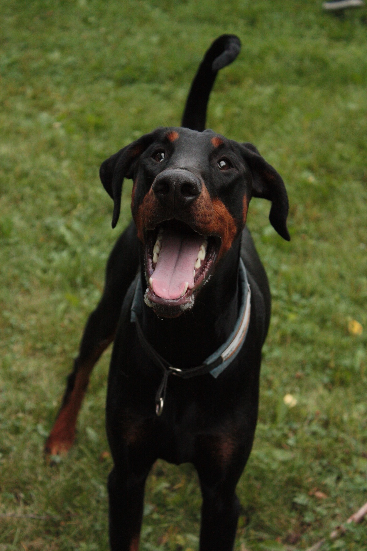 A powerful black-and-rust Doberman holding a steady stance.