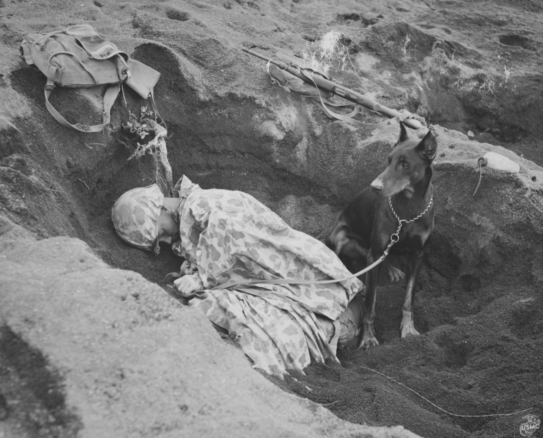 A Doberman war dog standing guard beside a resting Marine on Iwo Jima.